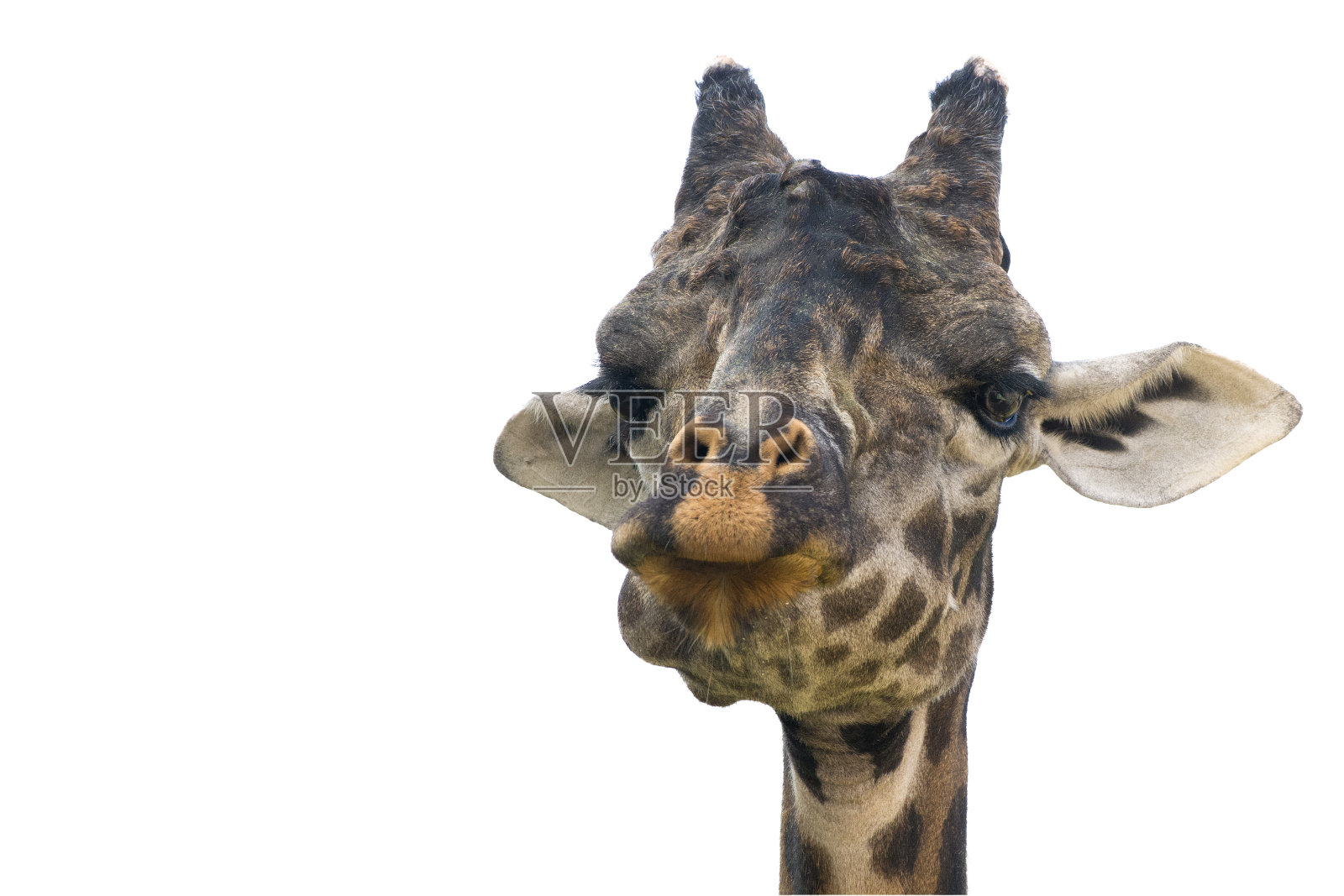马赛长颈鹿的头和脖子。面对镜头，做鬼脸。孤立在白色上。副本的空间。照片摄影图片