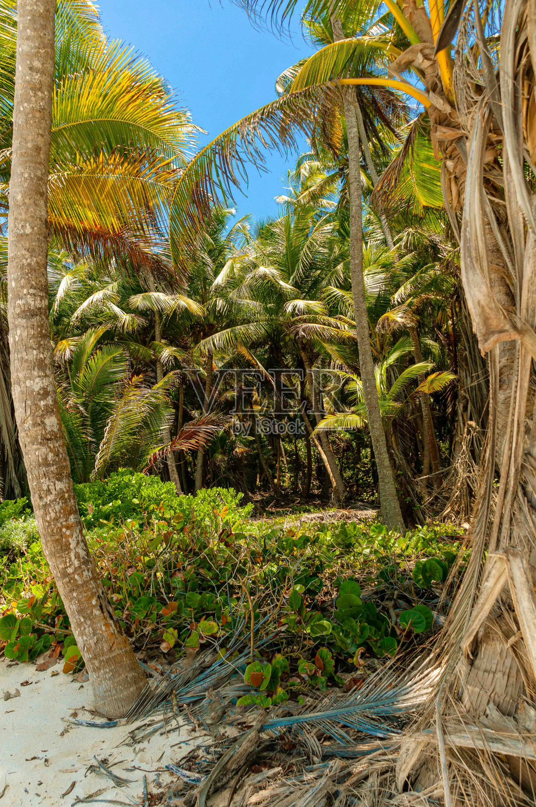 加勒比海的天堂海滩照片摄影图片