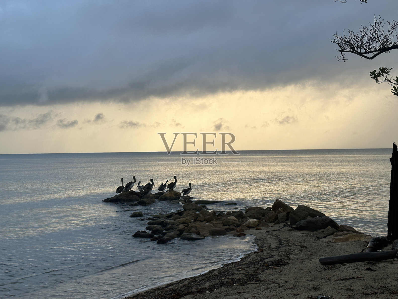 伯利兹的鹈鹕照片摄影图片