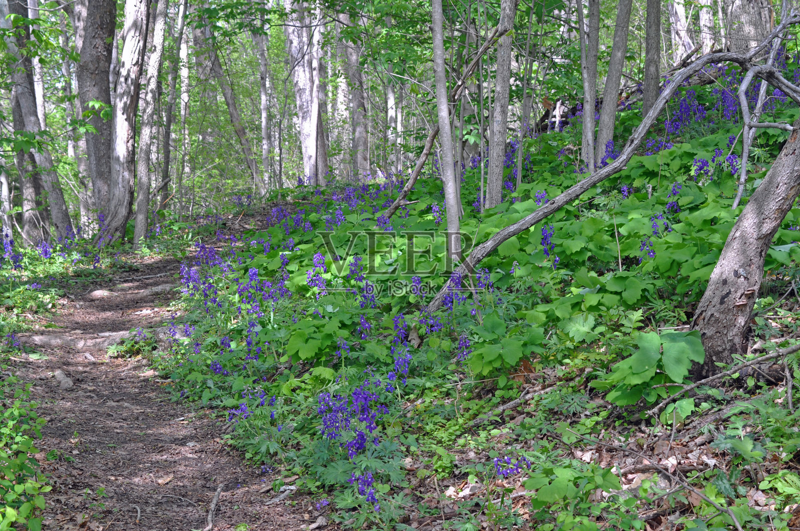 印第安纳州汉诺威的死人河瀑布及其周边地区照片摄影图片