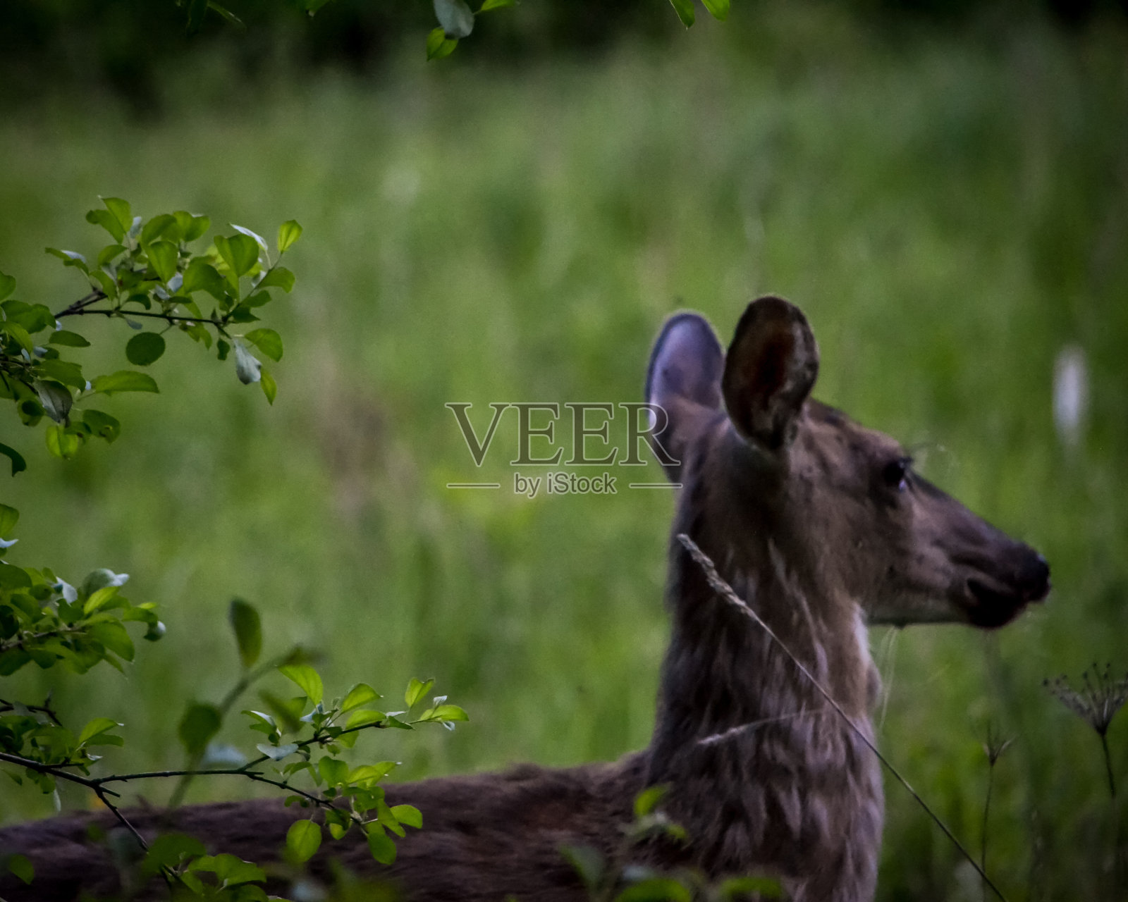 哦,鹿照片摄影图片