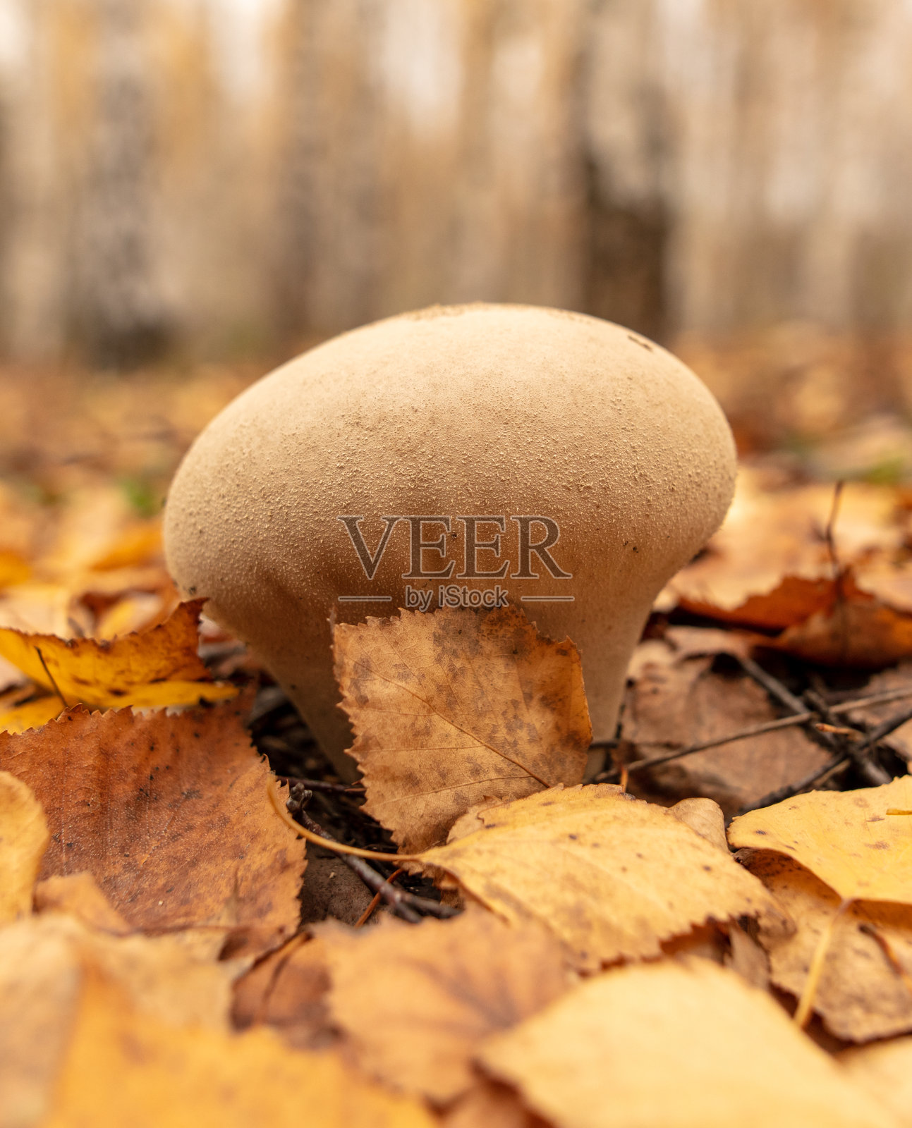 蒲公英生长在秋天的森林里。特写镜头照片摄影图片