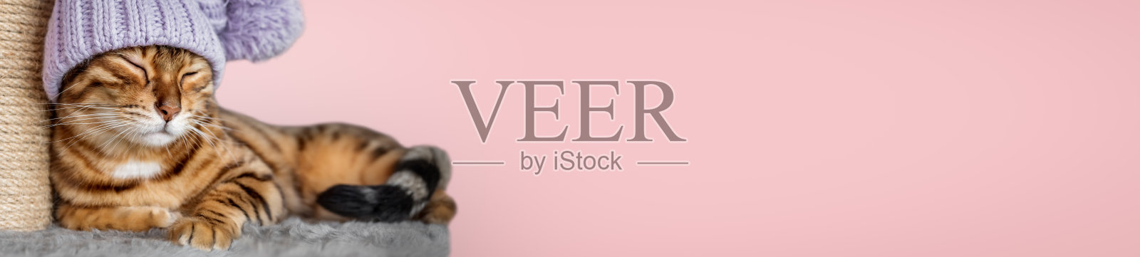 孟加拉猫和抓木桩在房间里。照片摄影图片