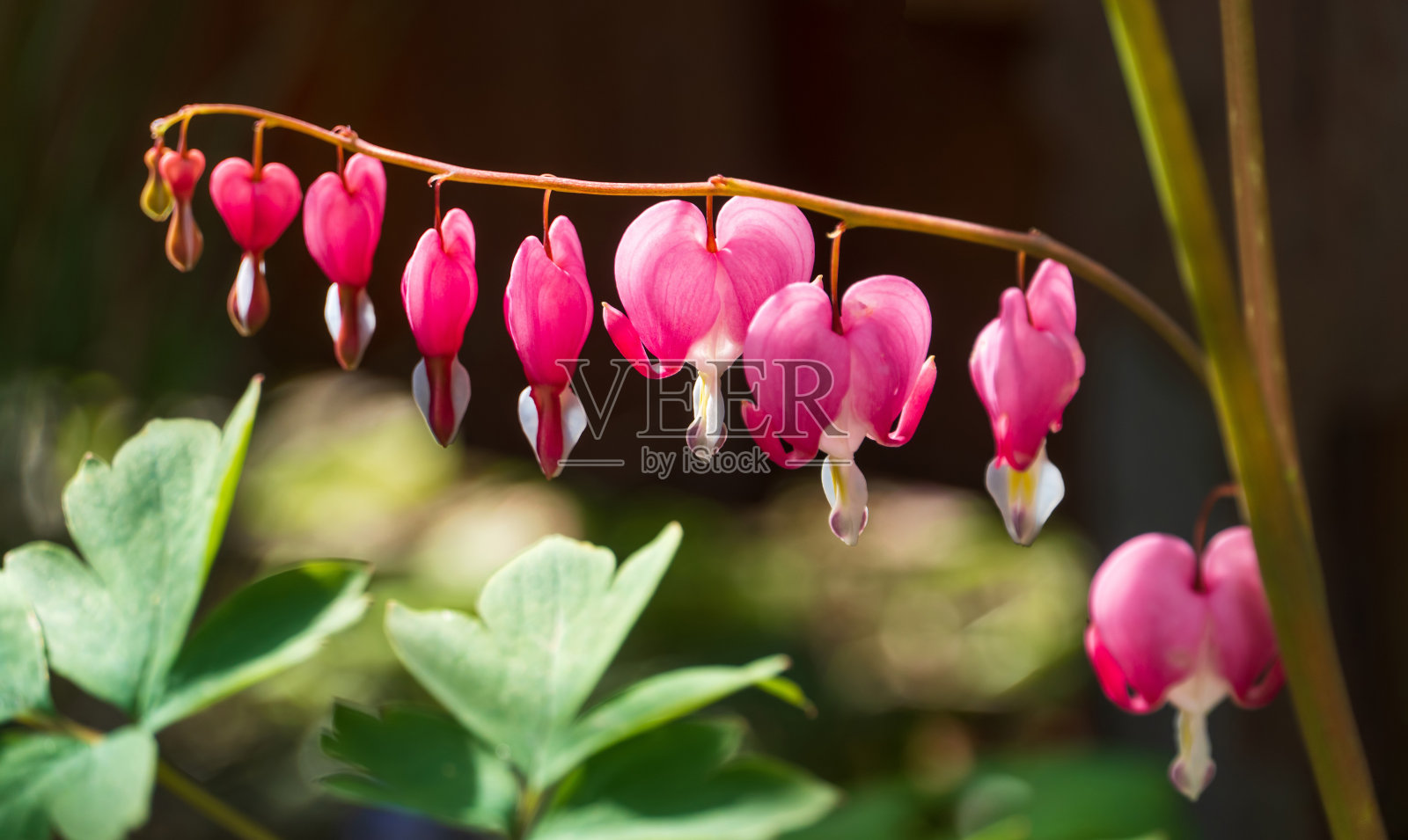 流血的心照片摄影图片