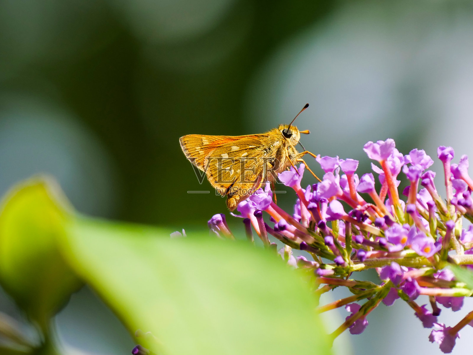 逗号蝴蝶(紫霞逗号)。照片摄影图片