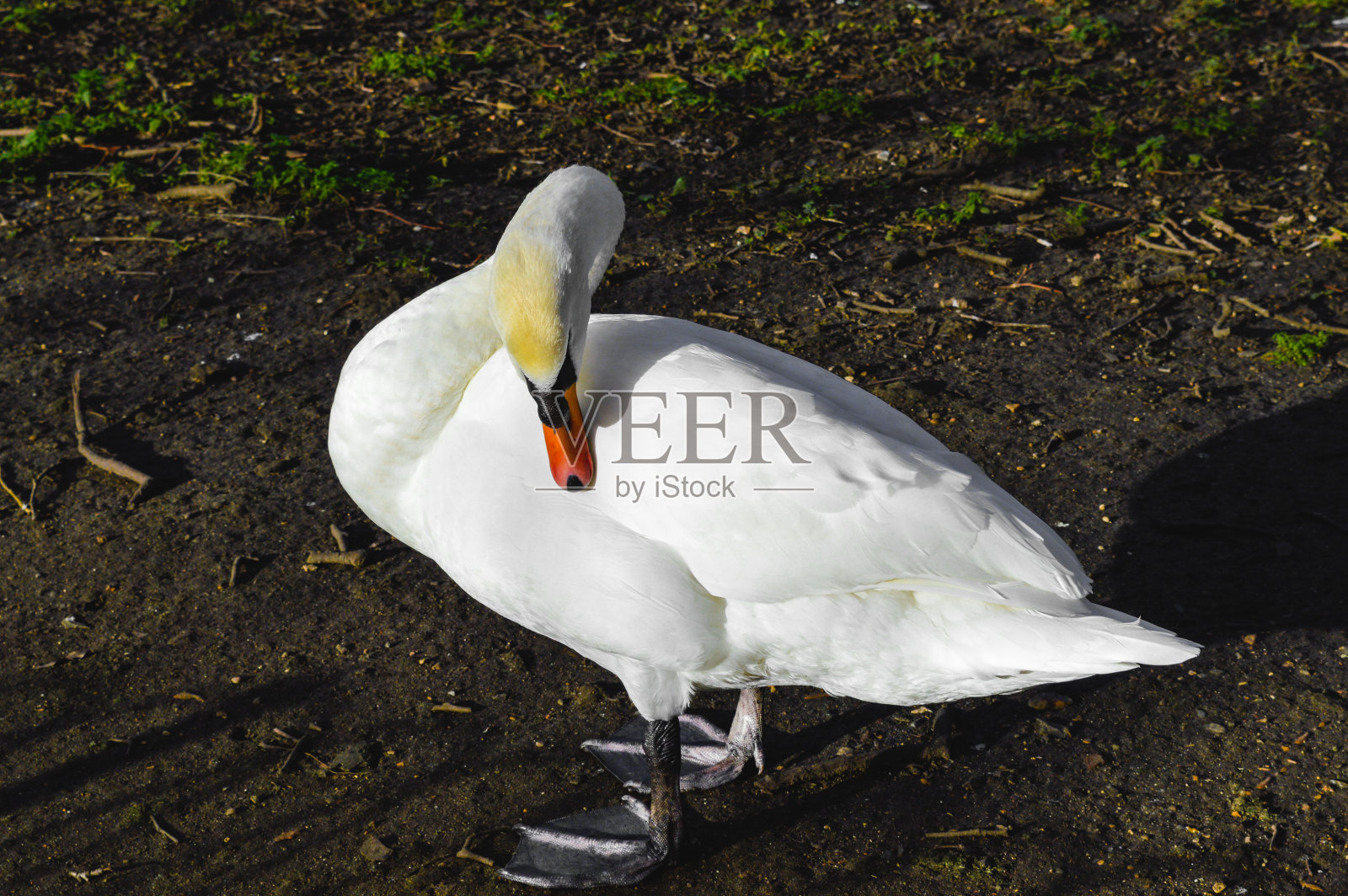 伦敦是英国全年度假的首都照片摄影图片