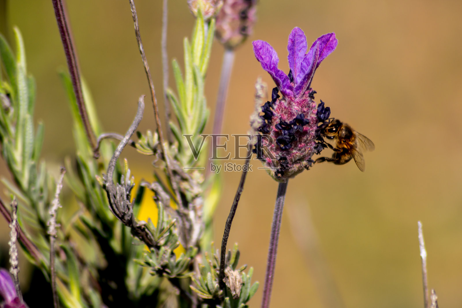 一只蜜蜂正在授粉照片摄影图片