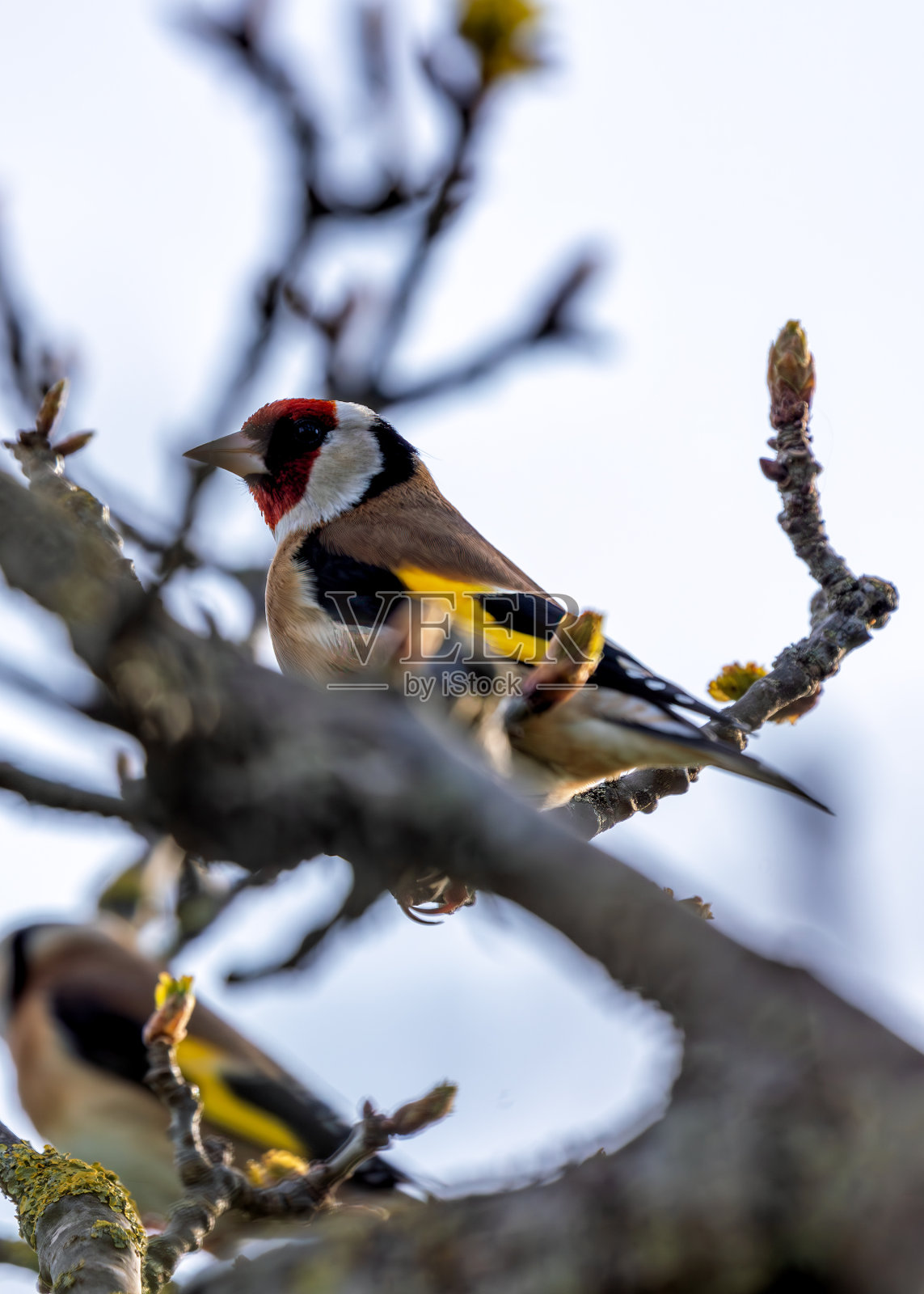 欧洲金翅雀(Carduelis Carduelis) -分布于欧洲、亚洲和北非照片摄影图片
