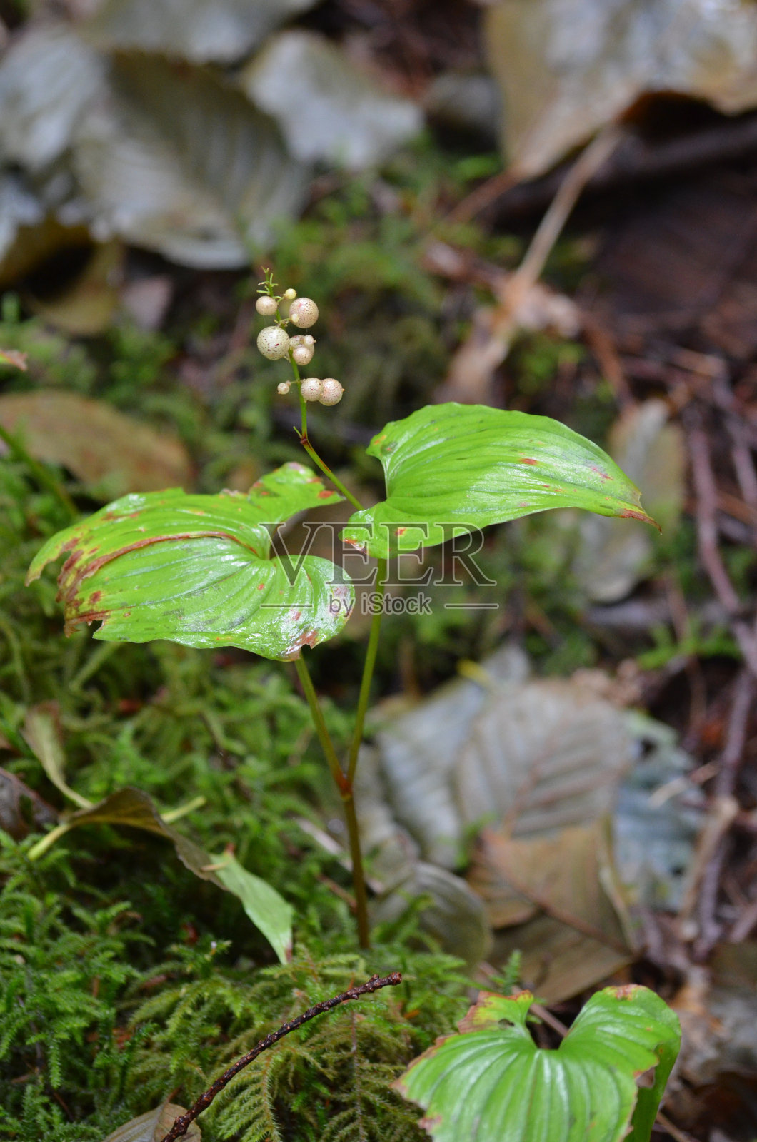 假Lily-in-the-Valley照片摄影图片