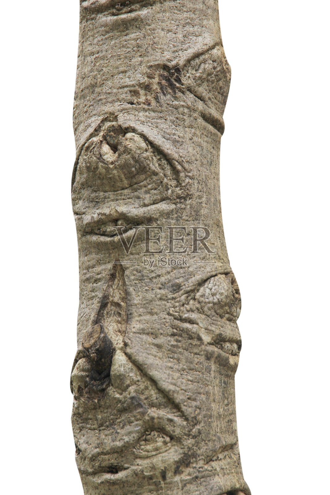 树干孤立在白色背景上。照片摄影图片