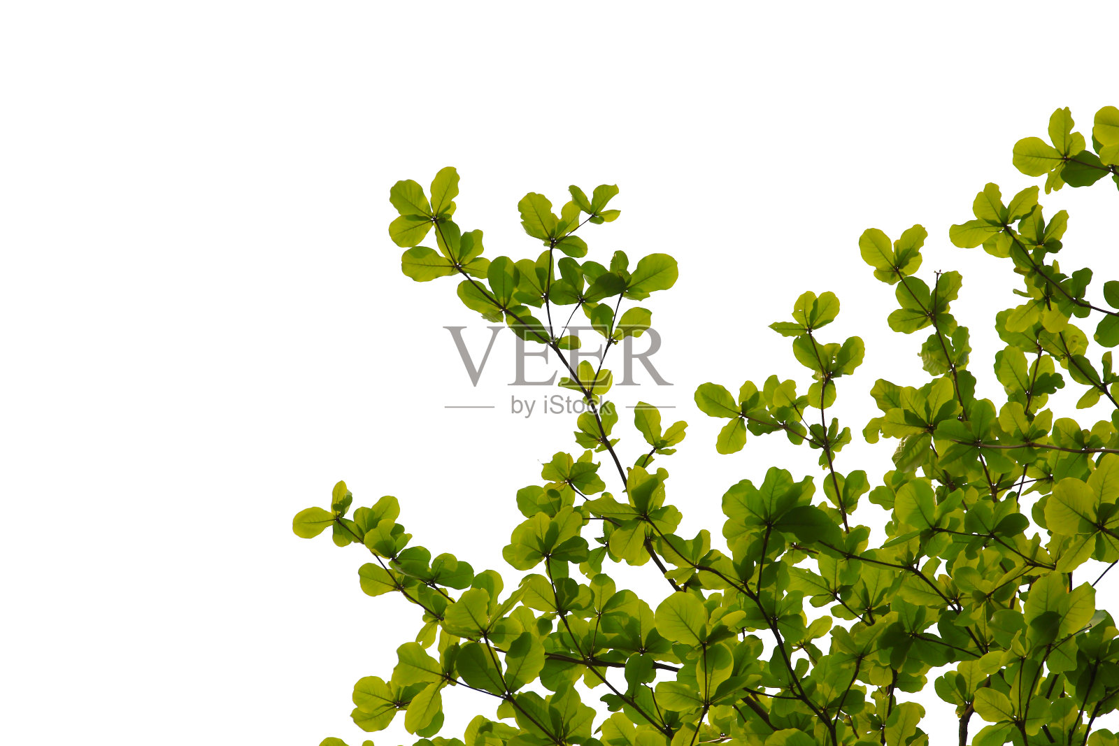 树枝或亮绿色的叶子孤立在白色的背景与剪辑路径。选择重点。照片摄影图片