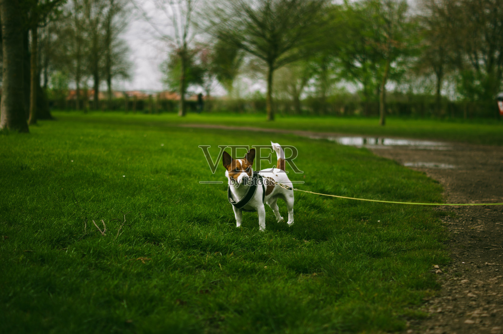 杰克罗素梗照片摄影图片