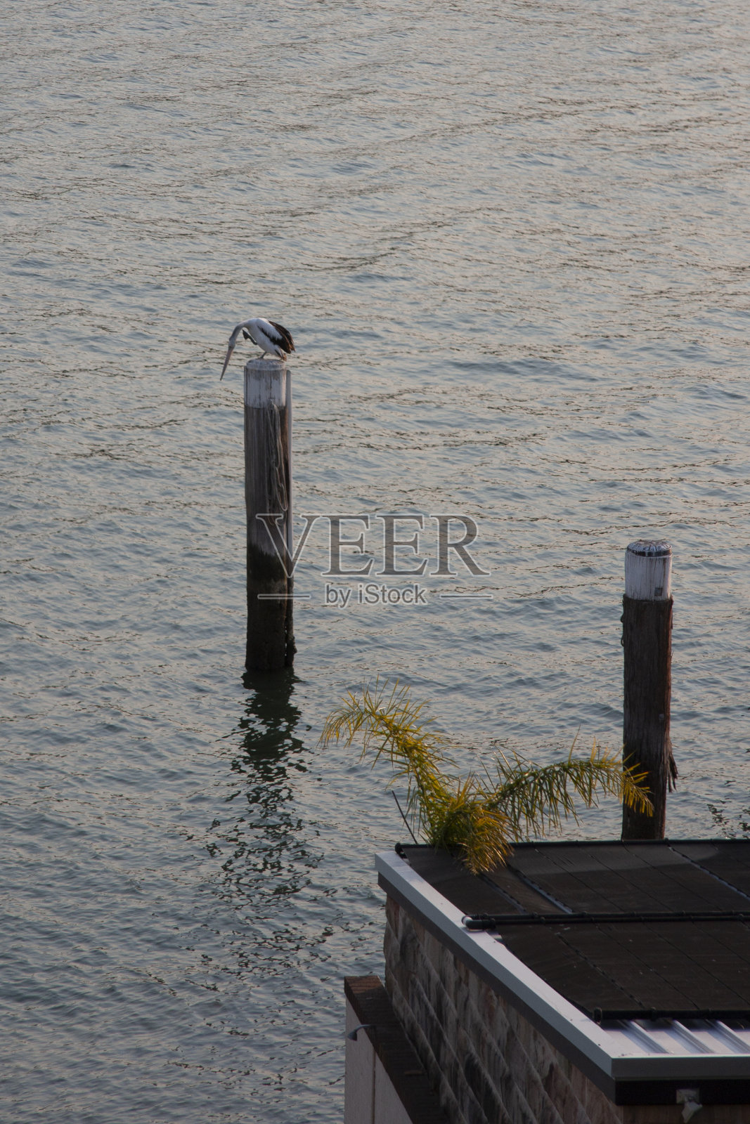 澳大利亚悉尼德拉莫尼的帕拉马塔河照片摄影图片