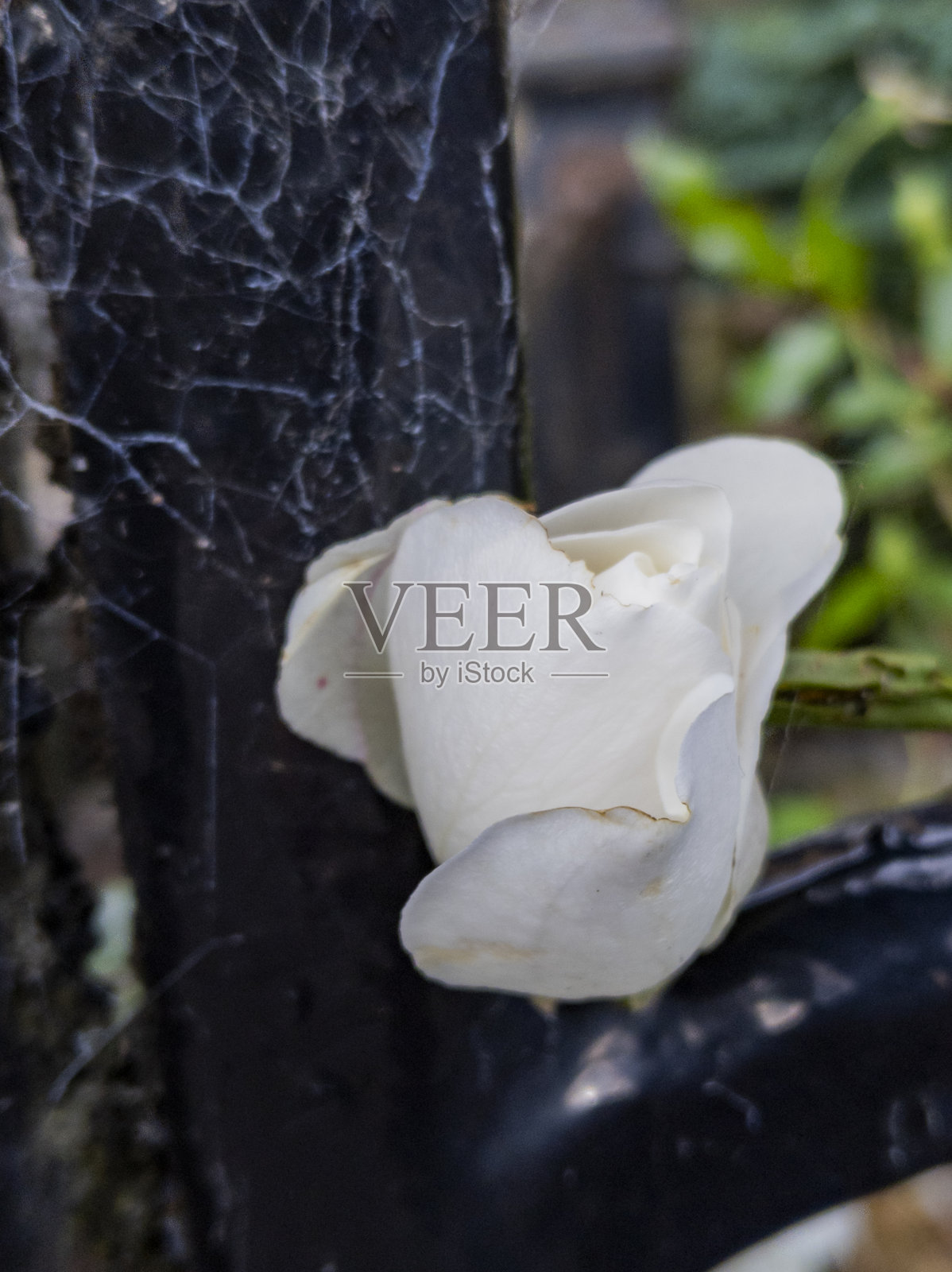 花园的玫瑰照片摄影图片