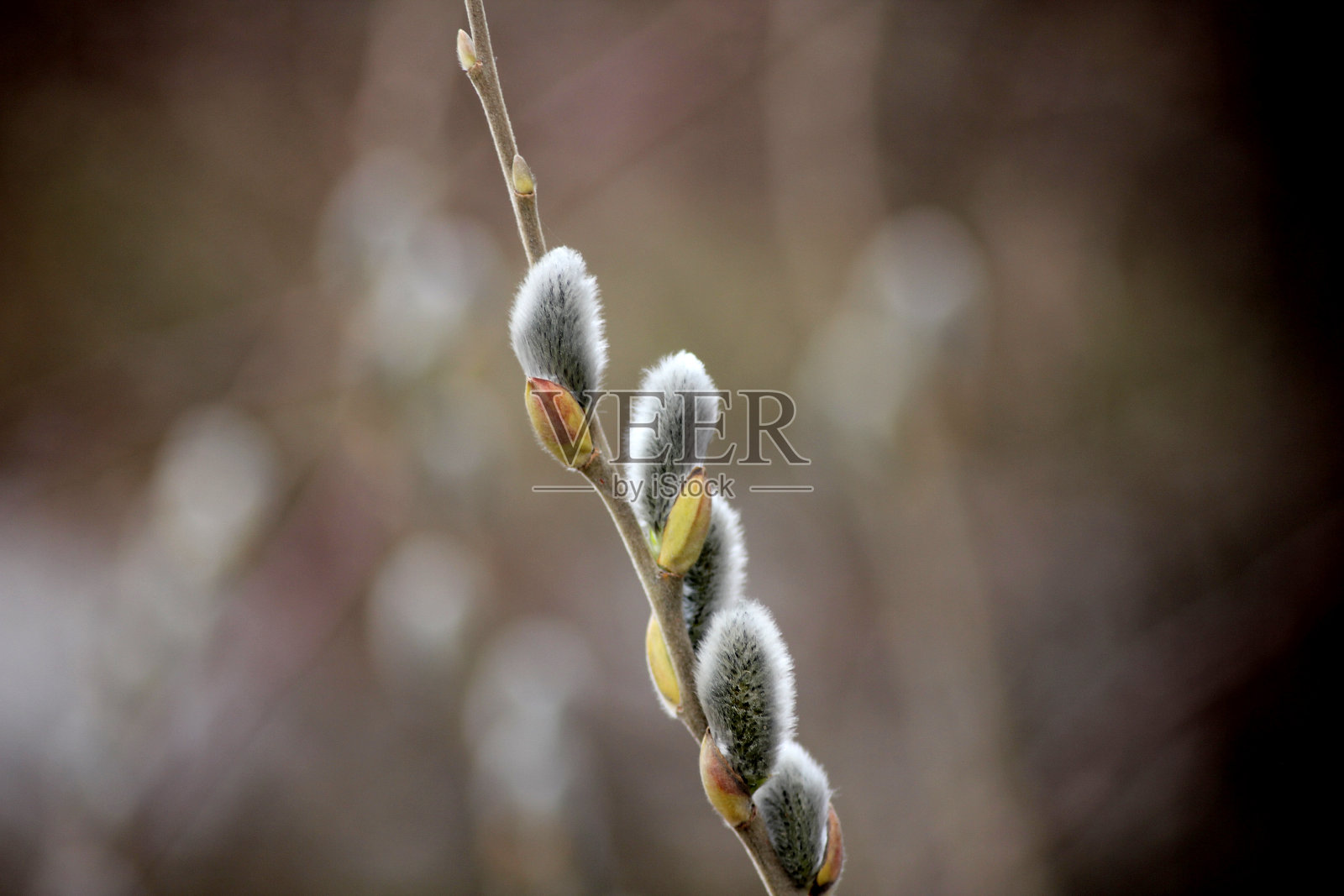 柳树正盛开着照片摄影图片