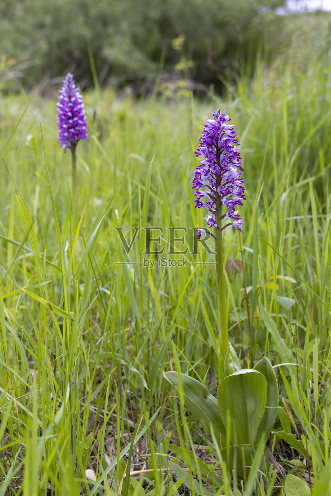 捷克共和国白色喀尔巴阡山脉的野生兰花照片摄影图片
