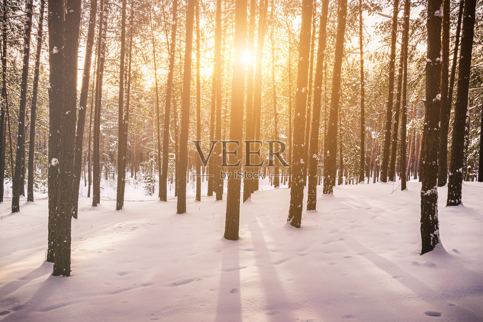 日落或日出在冬松林中覆盖着一层雪。阳光透过松树的树干照进来。复古电影美学。照片摄影图片