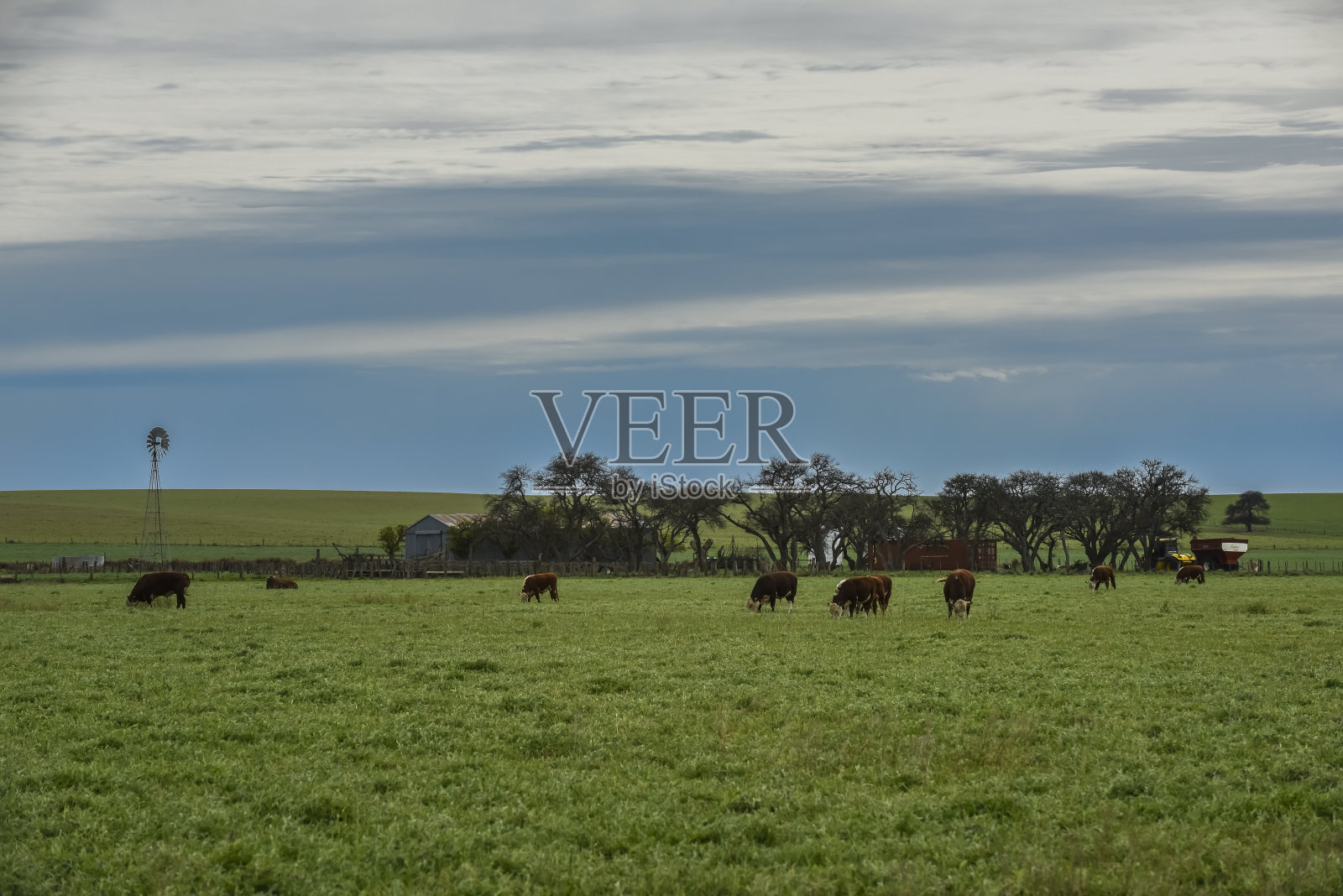 阿根廷拉潘帕省巴塔哥尼亚乡村的奶牛照片摄影图片