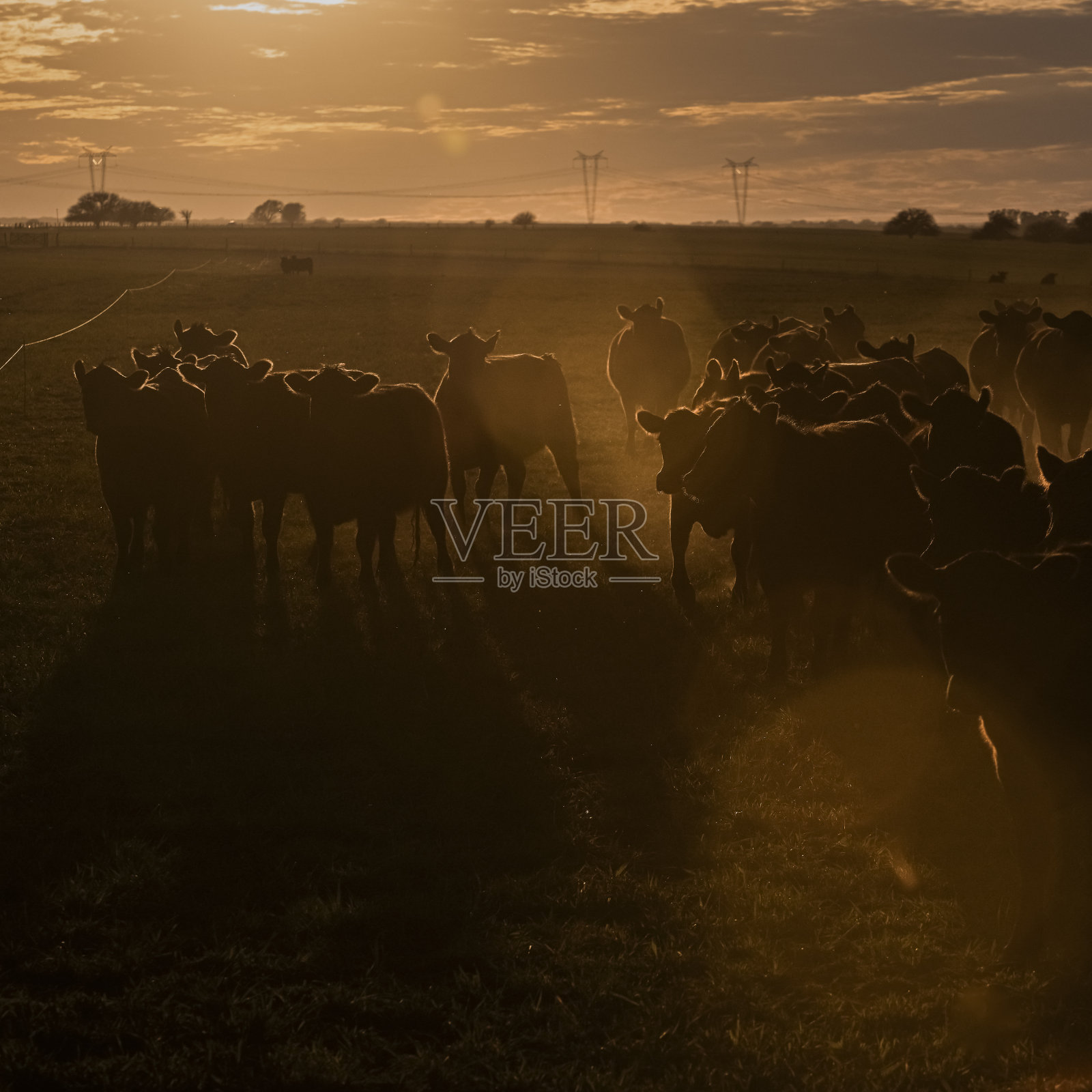 日落时分，阿根廷巴塔哥尼亚潘帕斯平原上的牛群在田野里吃草照片摄影图片