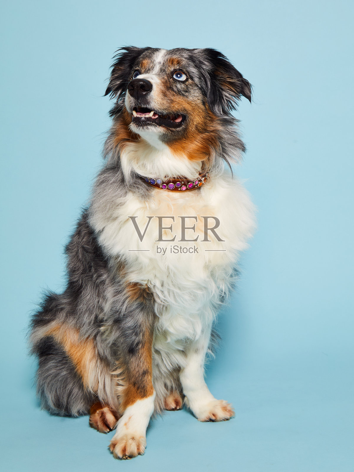 狗照片摄影图片