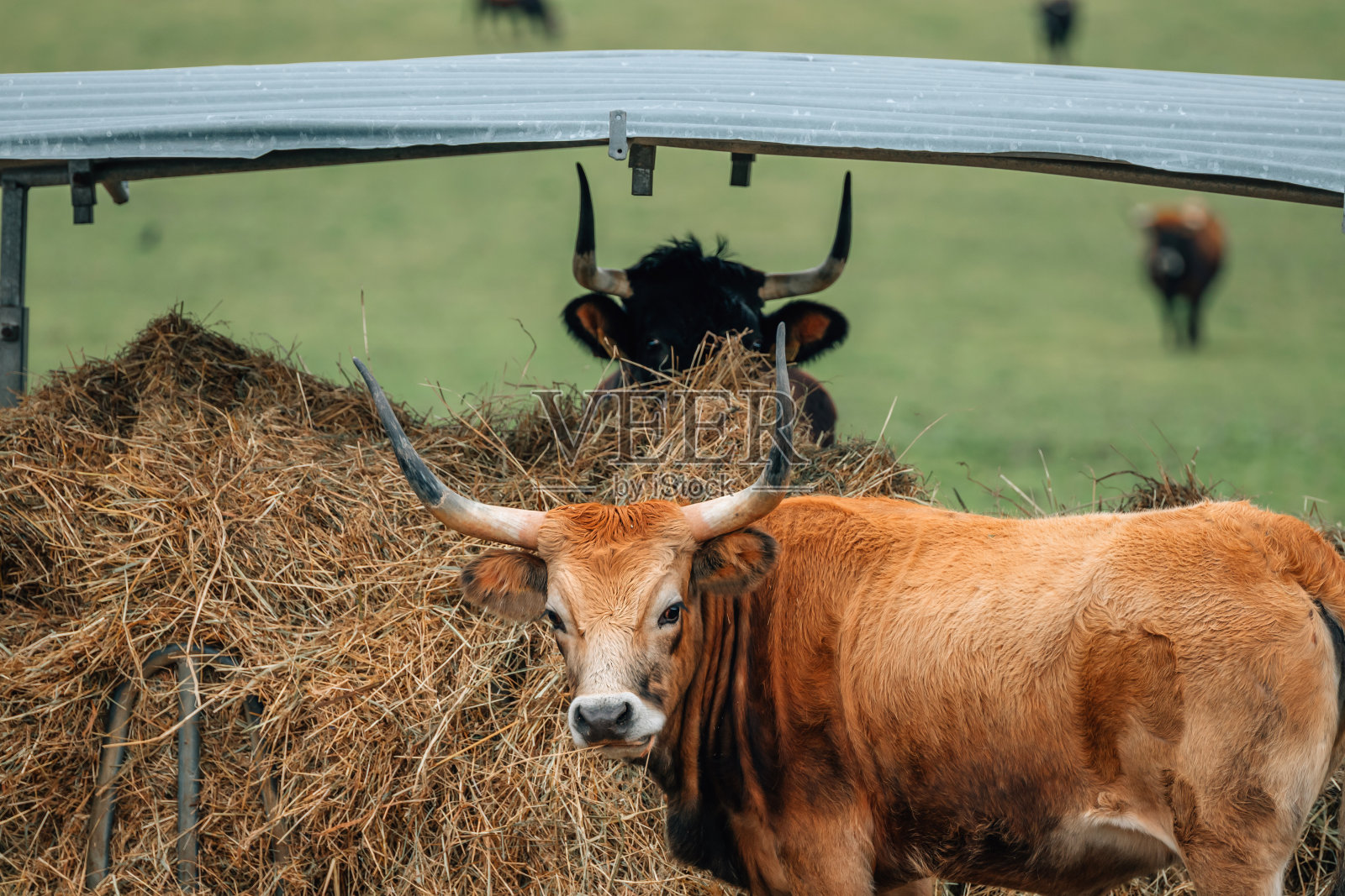 户外奶牛和公牛养殖照片摄影图片