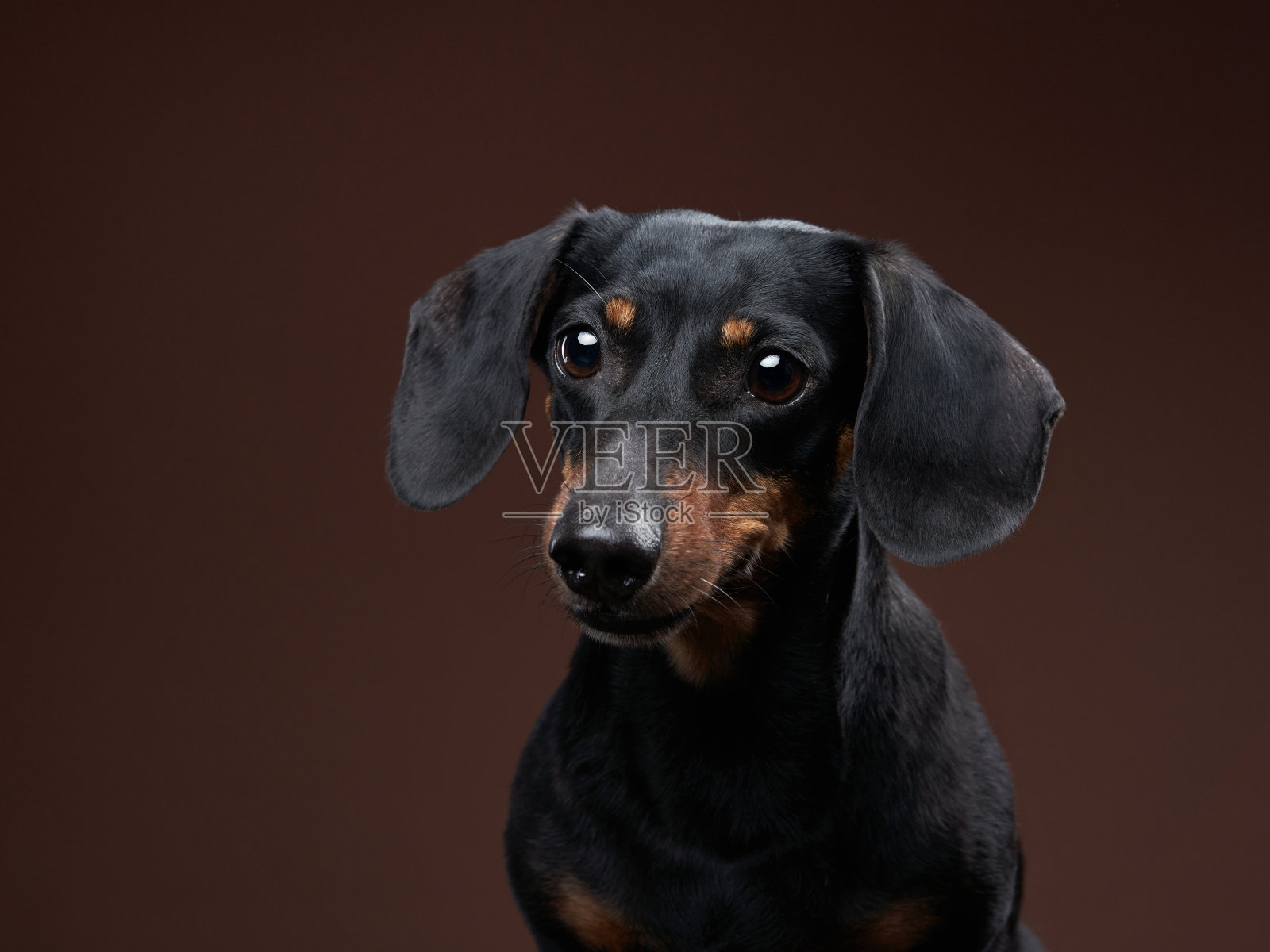 一只泰然自若的腊肠犬警觉地注视着无声的背景。照片摄影图片