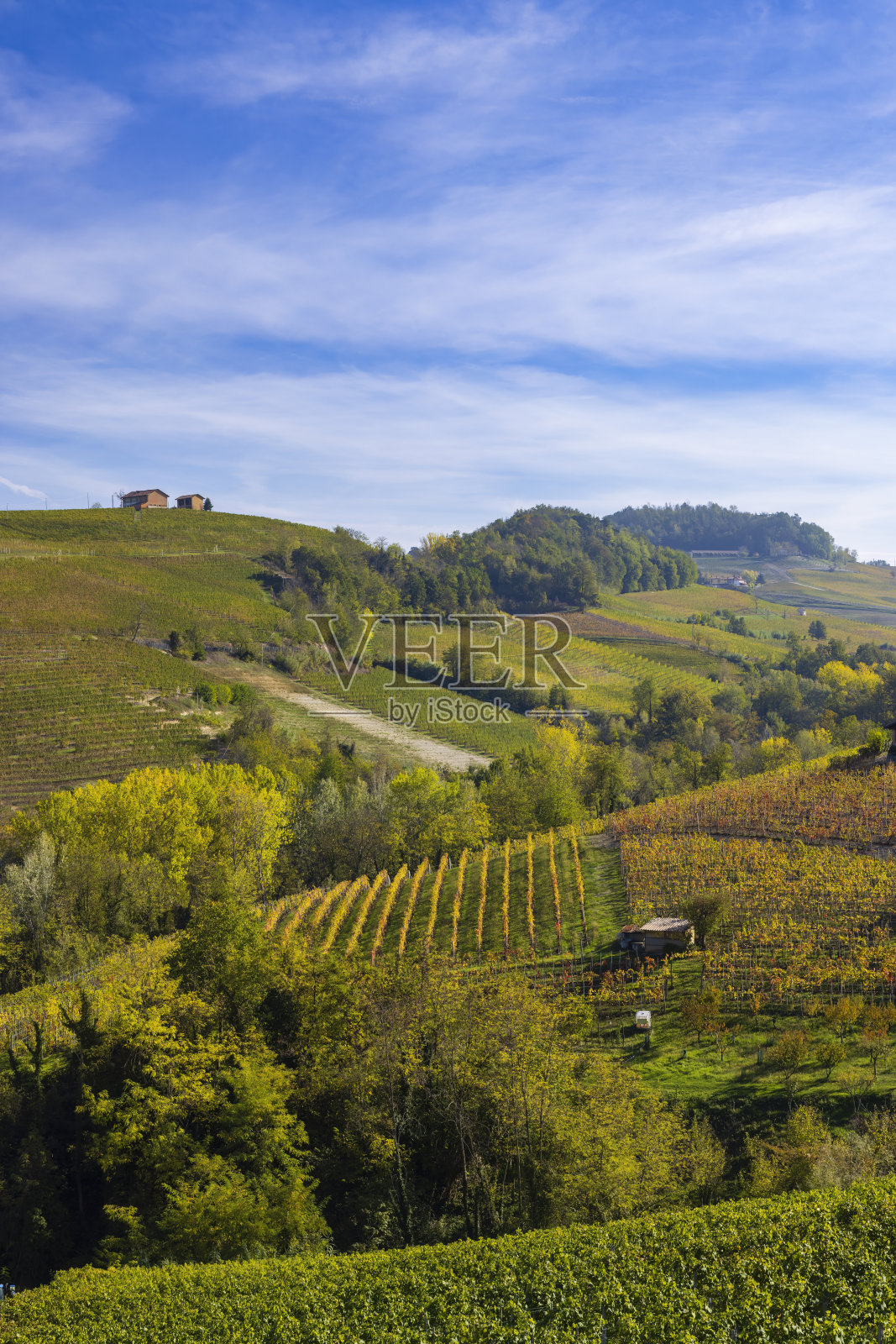 巴罗洛附近的典型葡萄园，巴罗洛葡萄酒产区，库尼奥省，皮埃蒙特地区，意大利照片摄影图片
