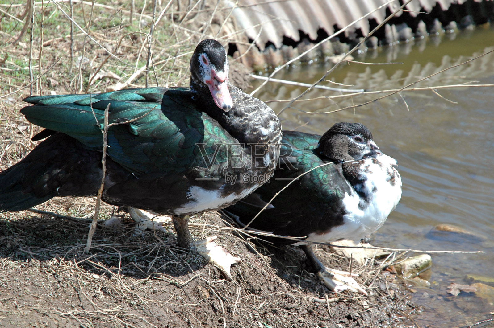 鸭子照片摄影图片
