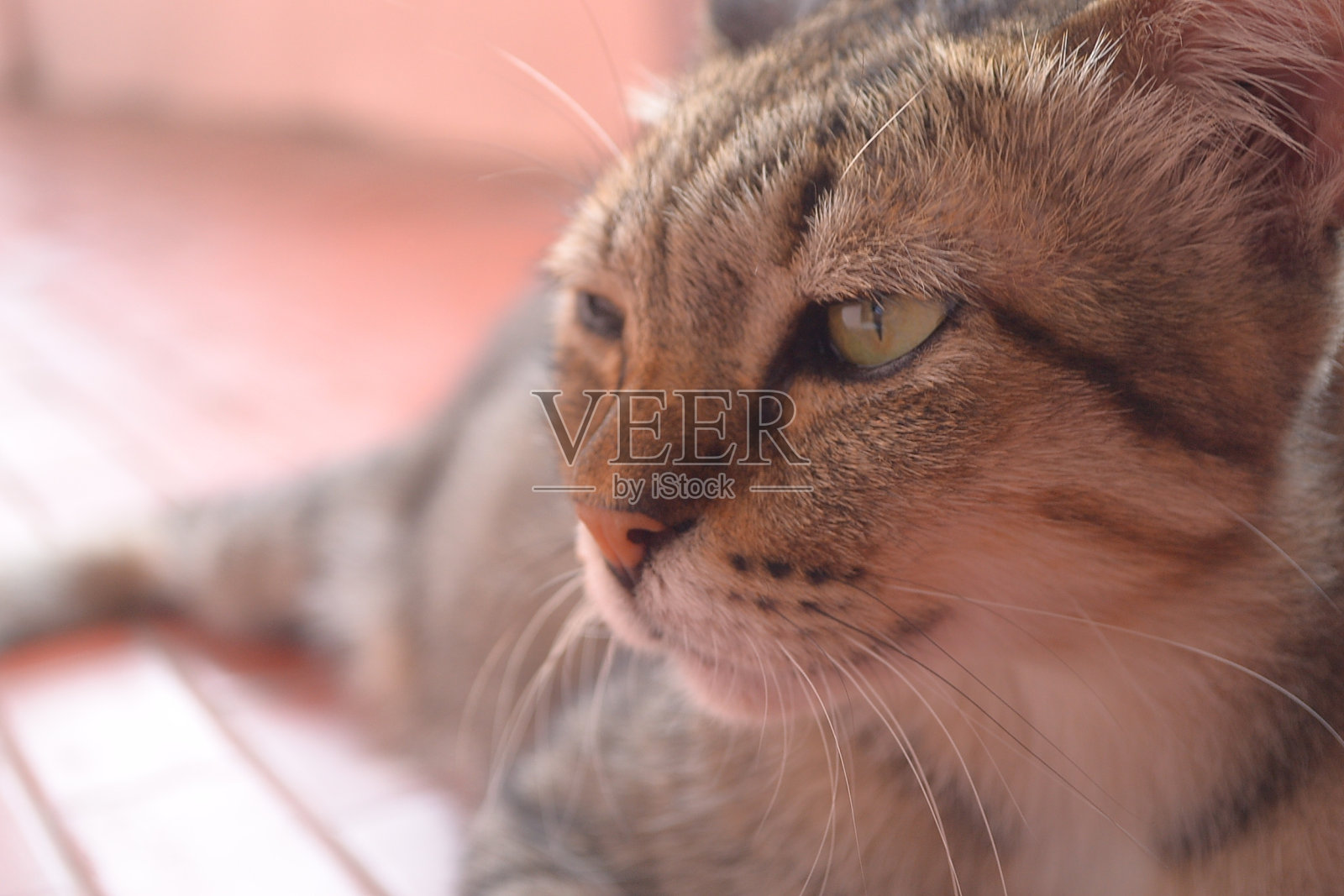 无家可归的城市猫照片摄影图片