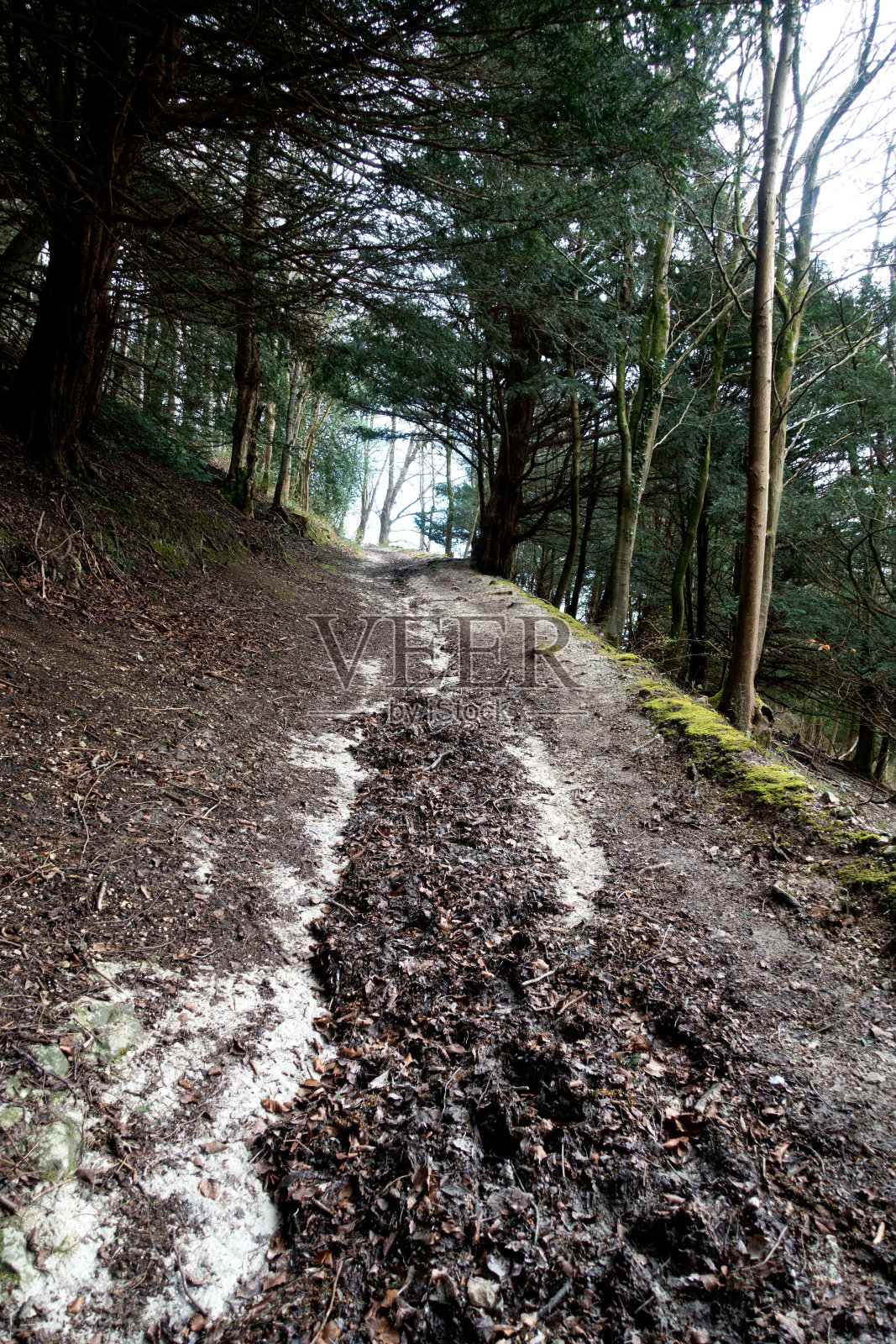 英国林地风景步行穿过有小路的步道照片摄影图片