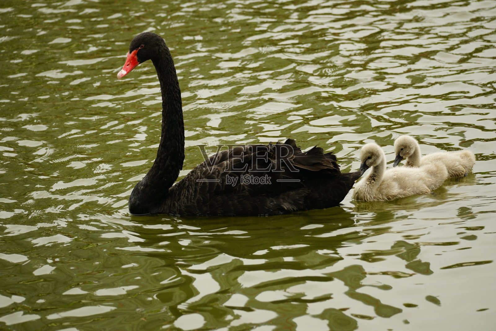 黑天鹅一家正在湖上游泳照片摄影图片
