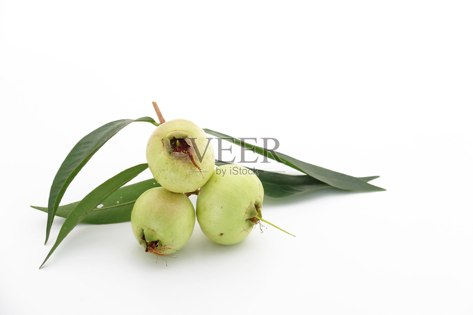 Syzygium jambos 5照片摄影图片