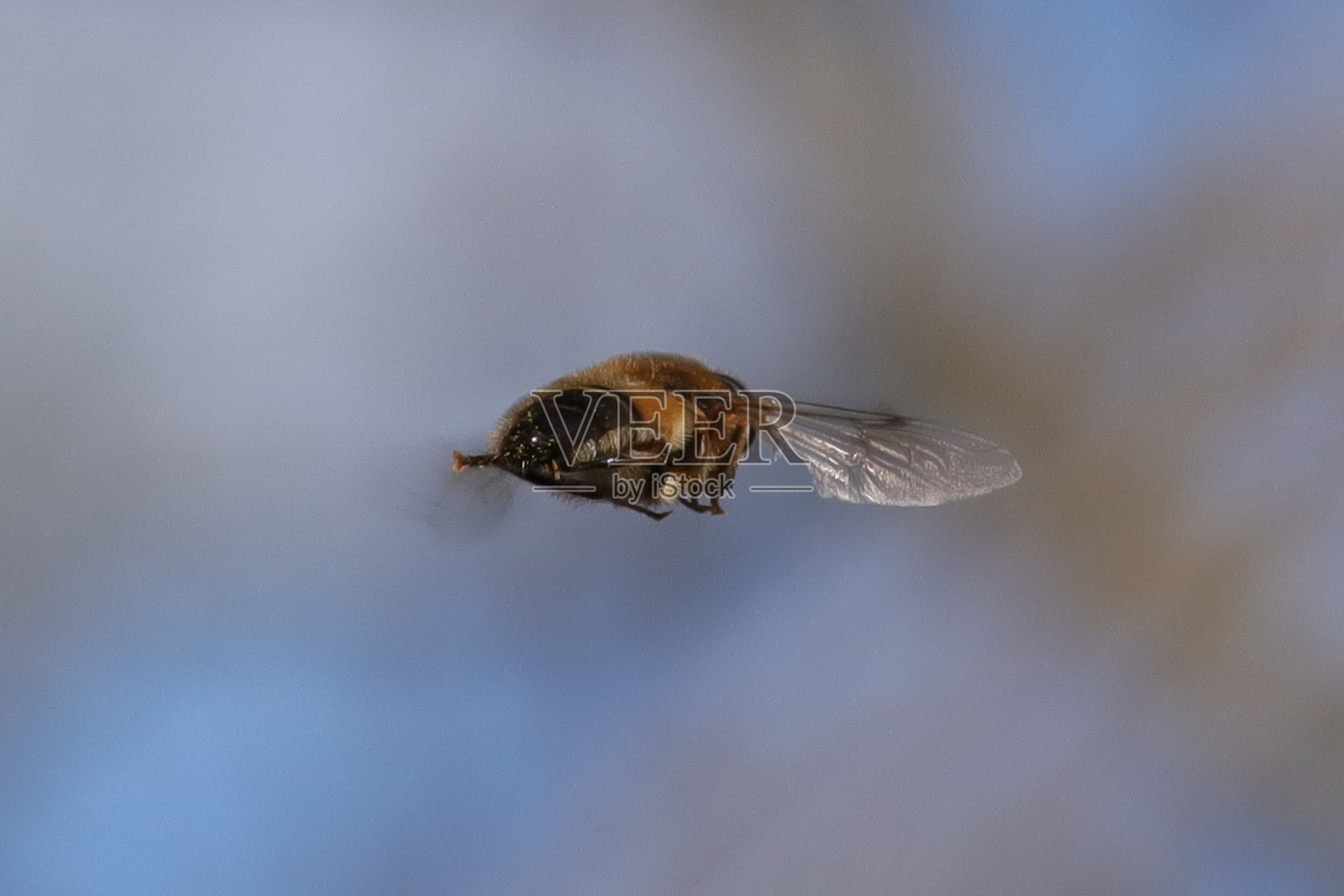 Eristale opinitree (Eristalis pertinax)照片摄影图片