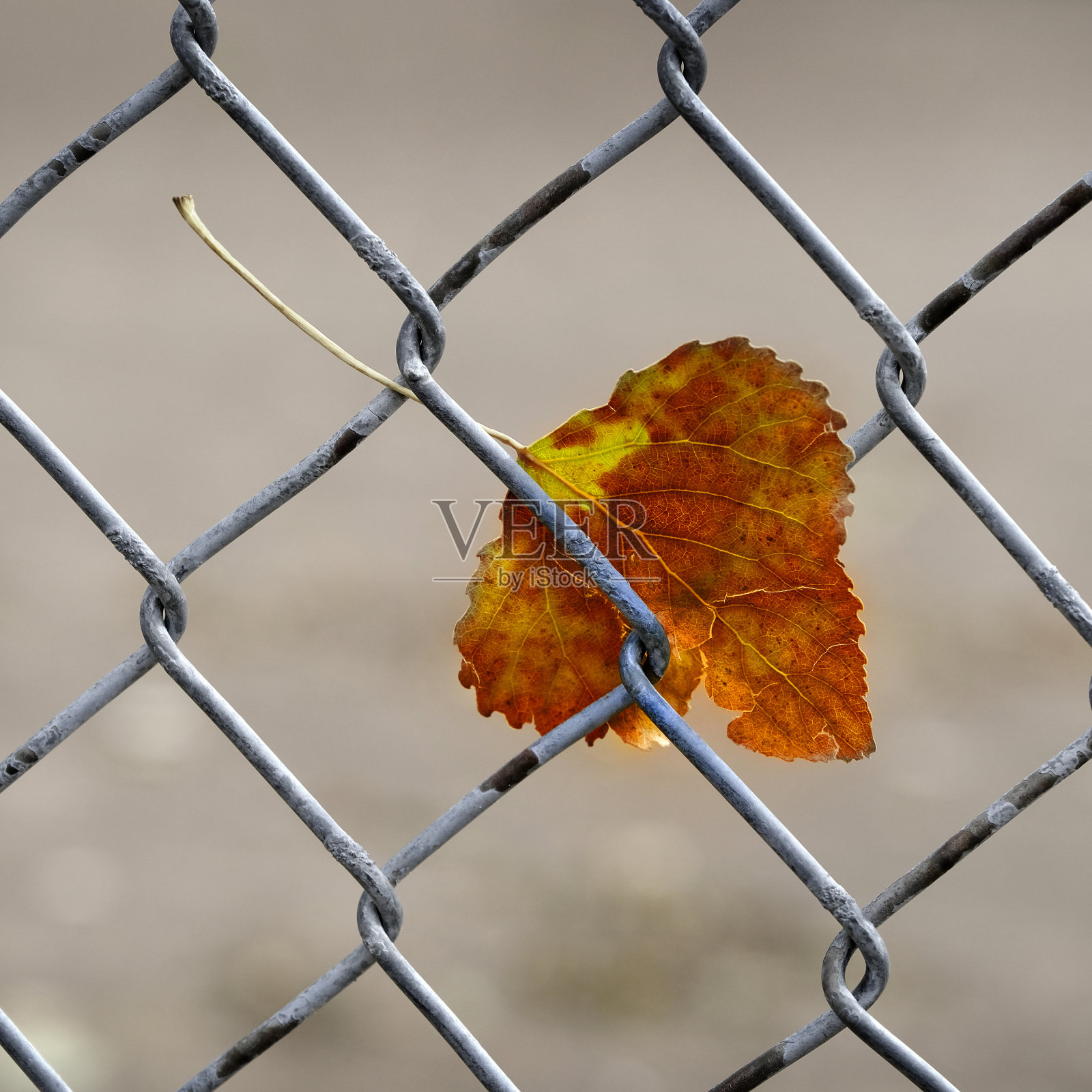 秋叶挂在铁栅栏上照片摄影图片