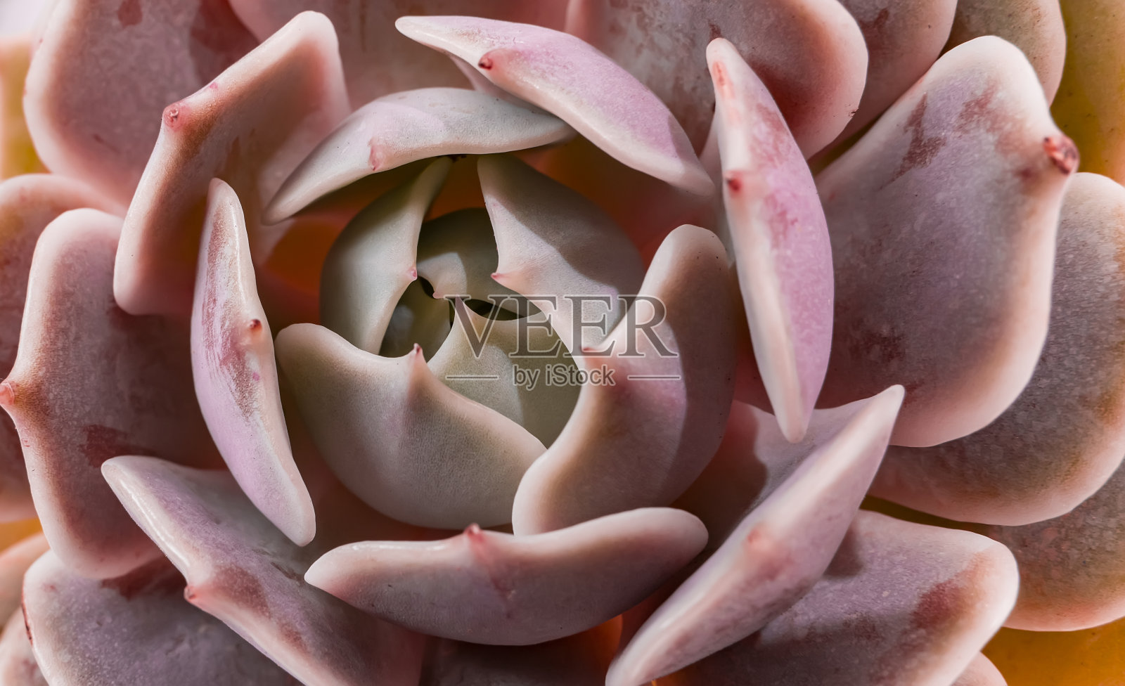 小型多肉植物照片摄影图片