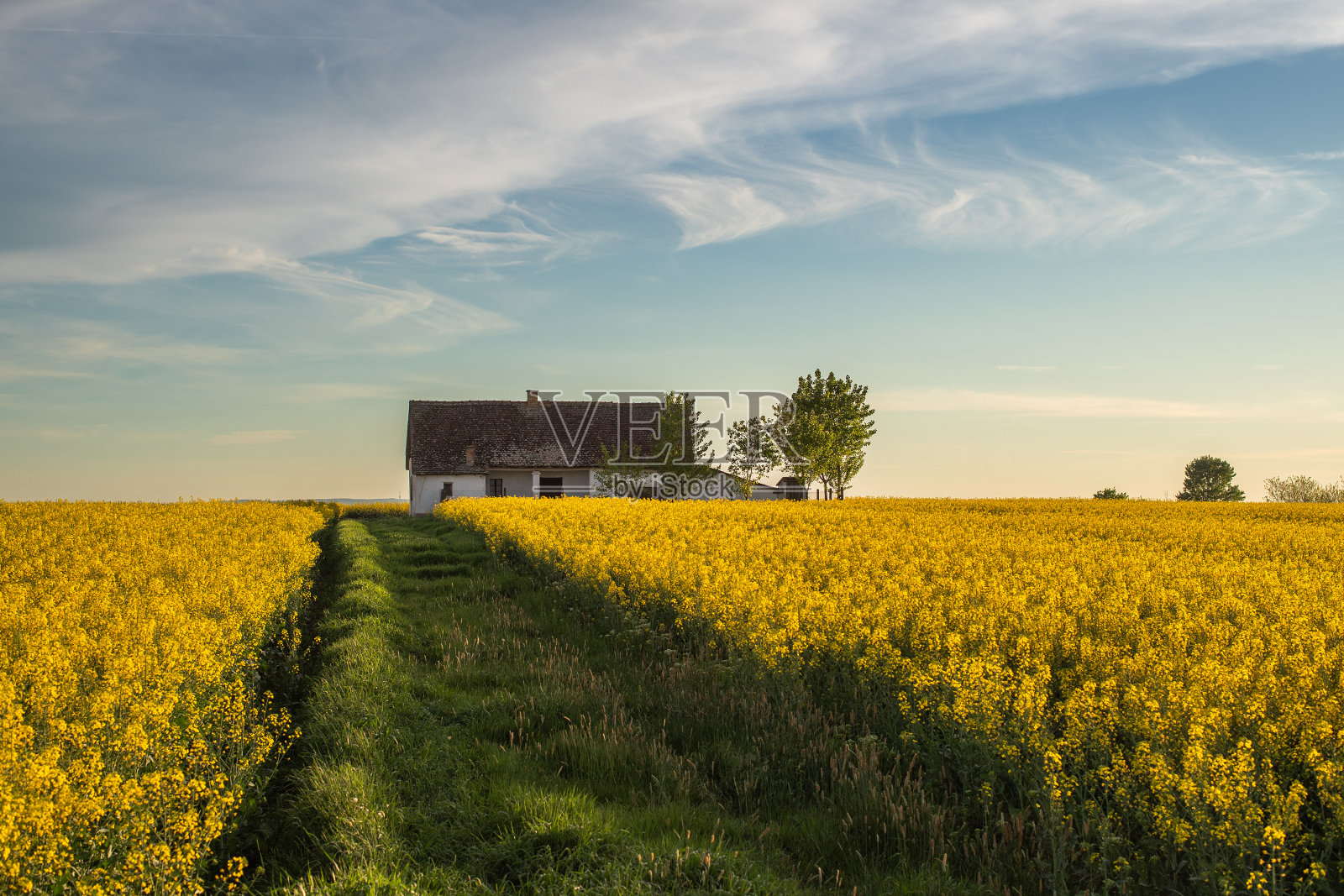 夕阳下的油菜籽田和老农舍照片摄影图片