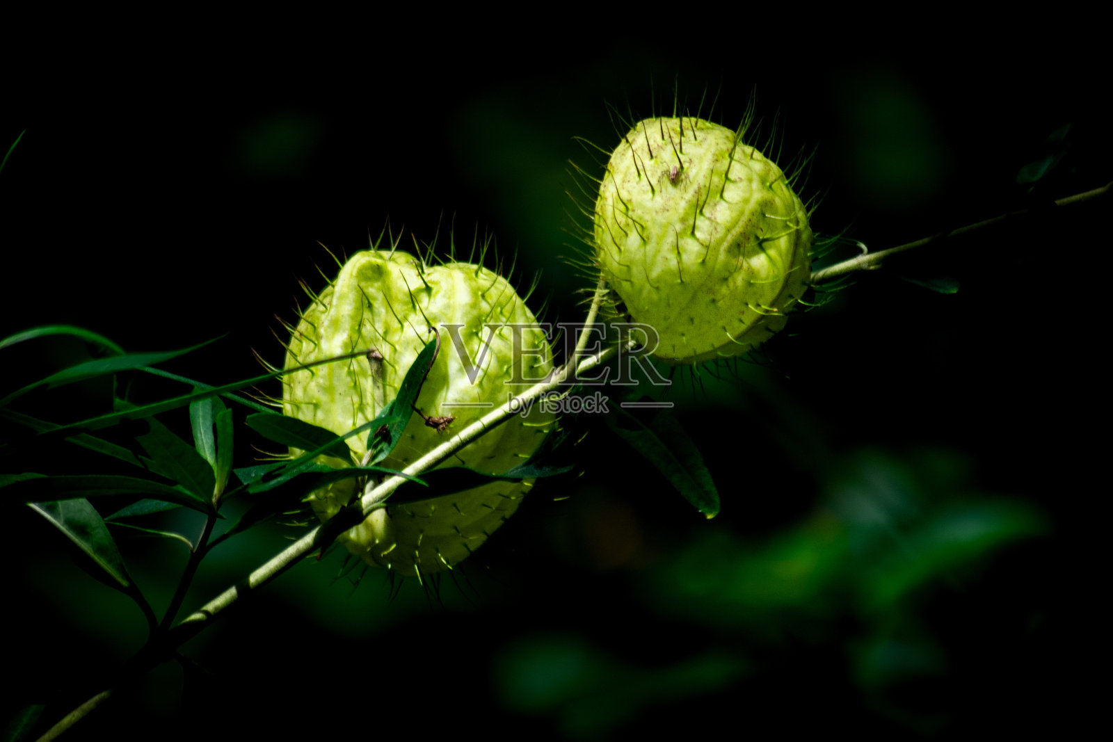 公园里的杂草。照片摄影图片