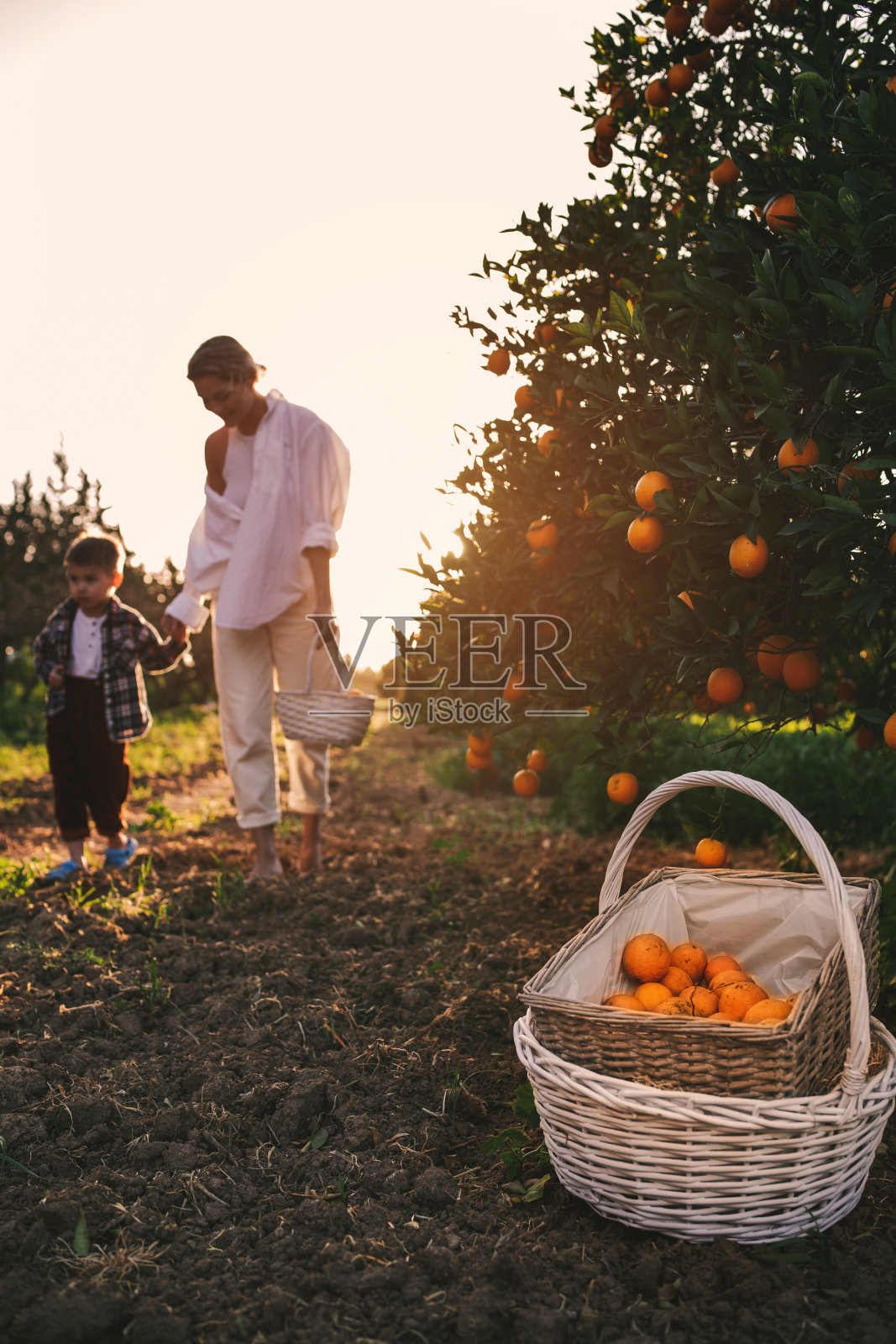 年轻的母亲和儿子一起收获橙子照片摄影图片