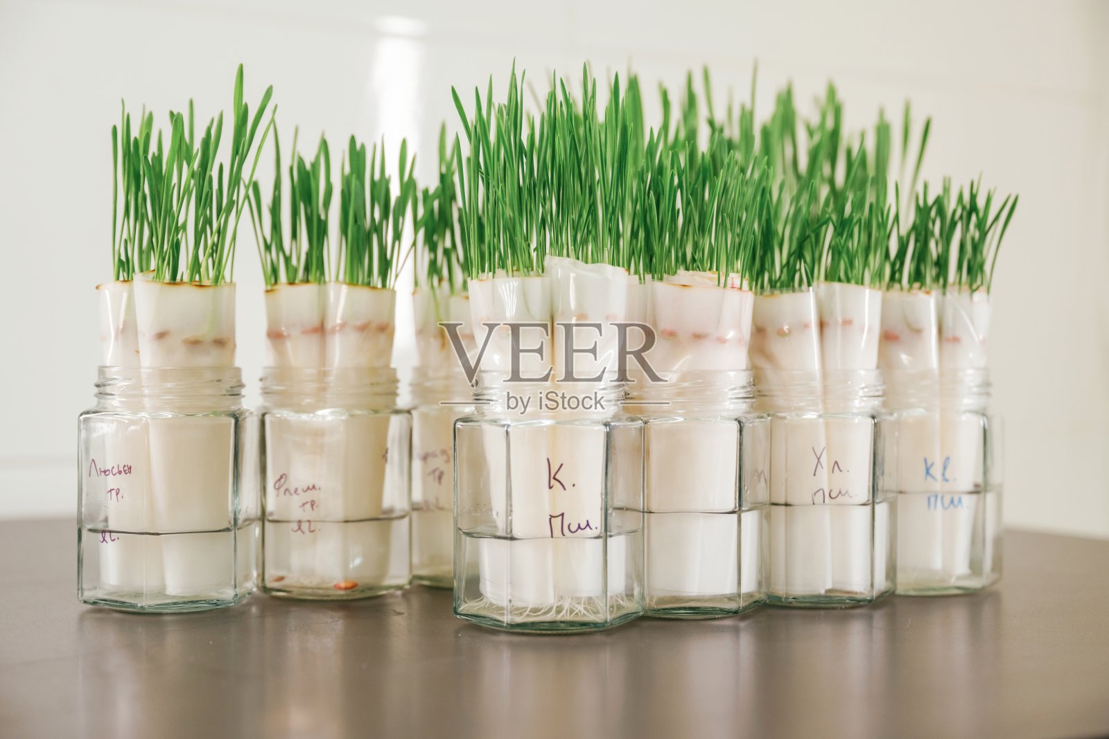 一堆物体。玻璃里的绿色植物，实验室照片摄影图片