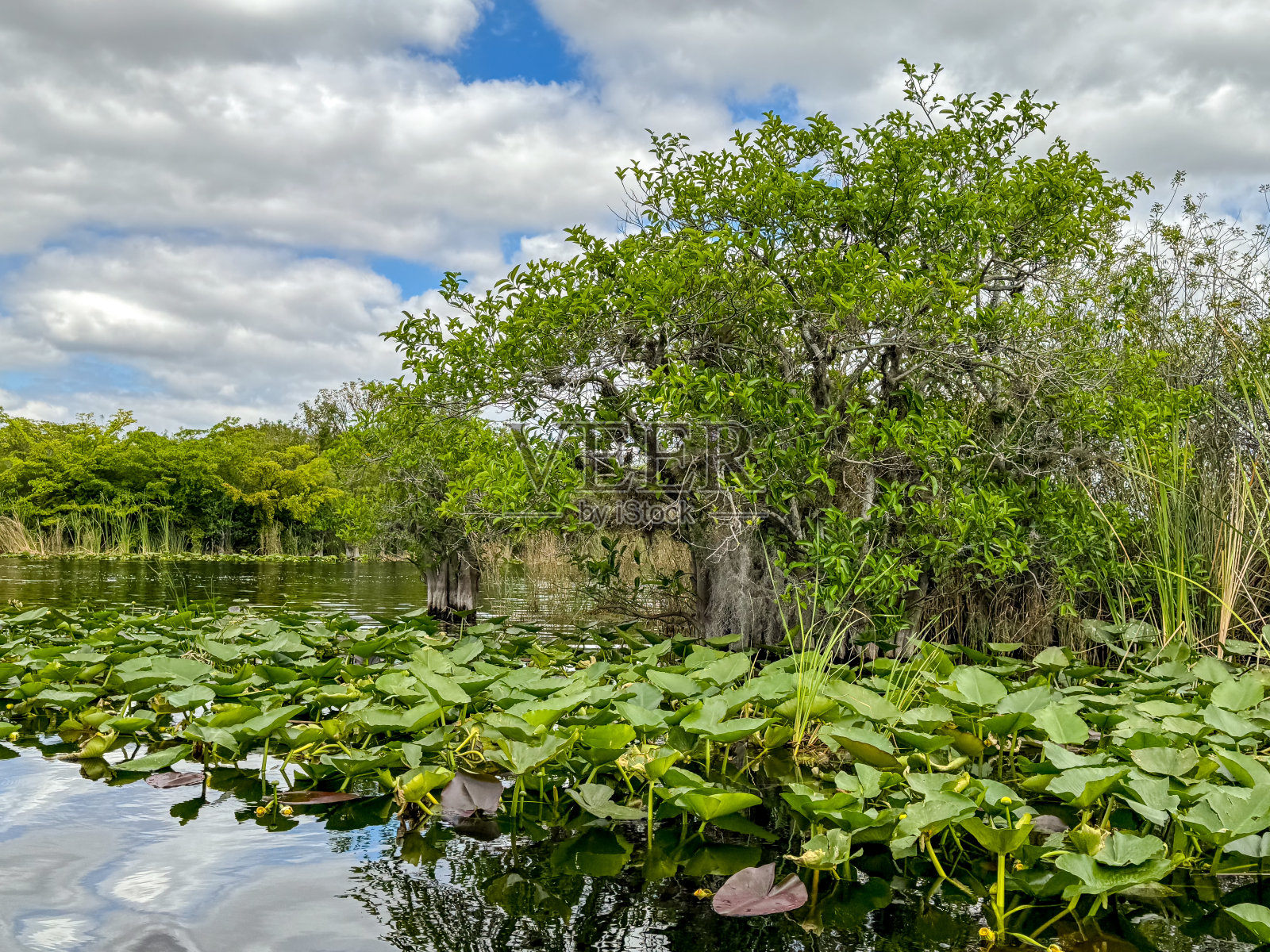 佛罗里达州劳德代尔堡外的大沼泽地沿岸的风景照片摄影图片