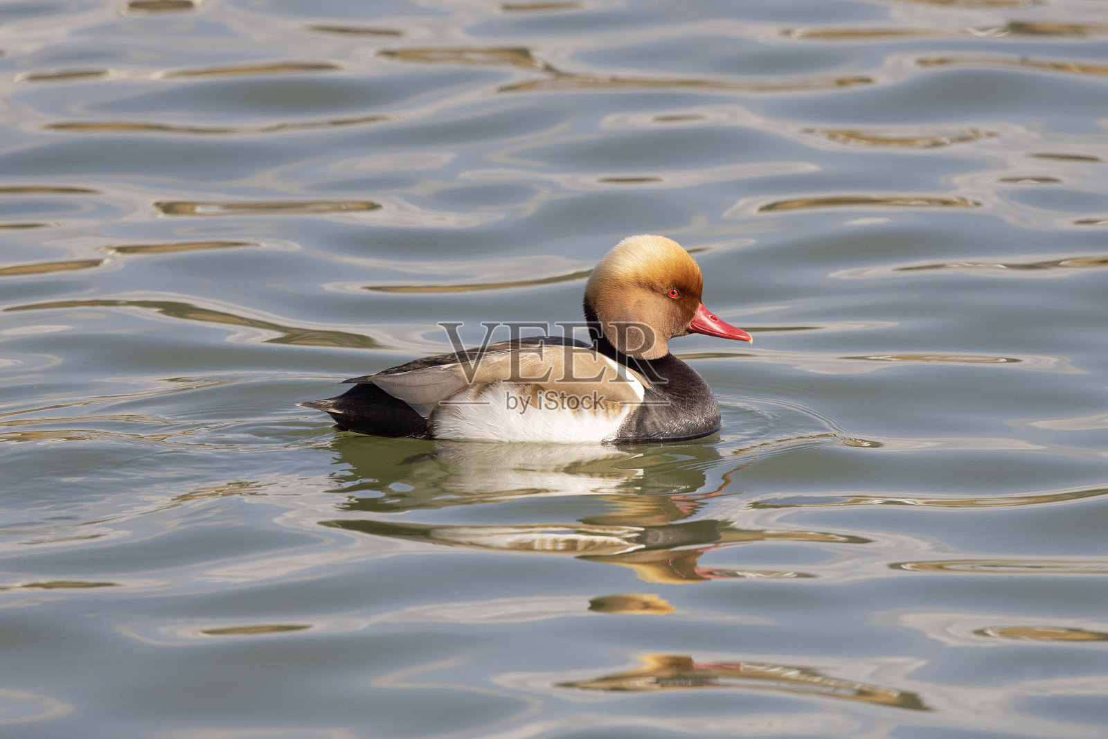 Red-crested红头潜鸭照片摄影图片