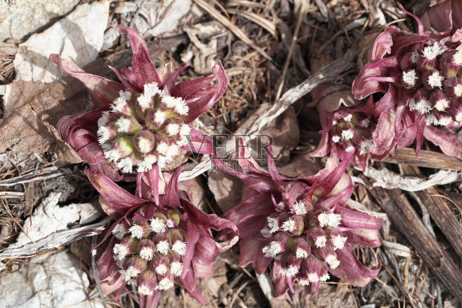 自相矛盾的蝴蝶的粉红色苞片照片摄影图片