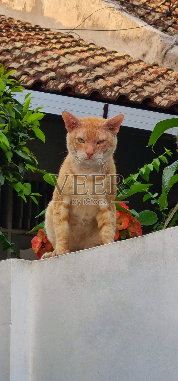 白墙上的棕色猫照片摄影图片