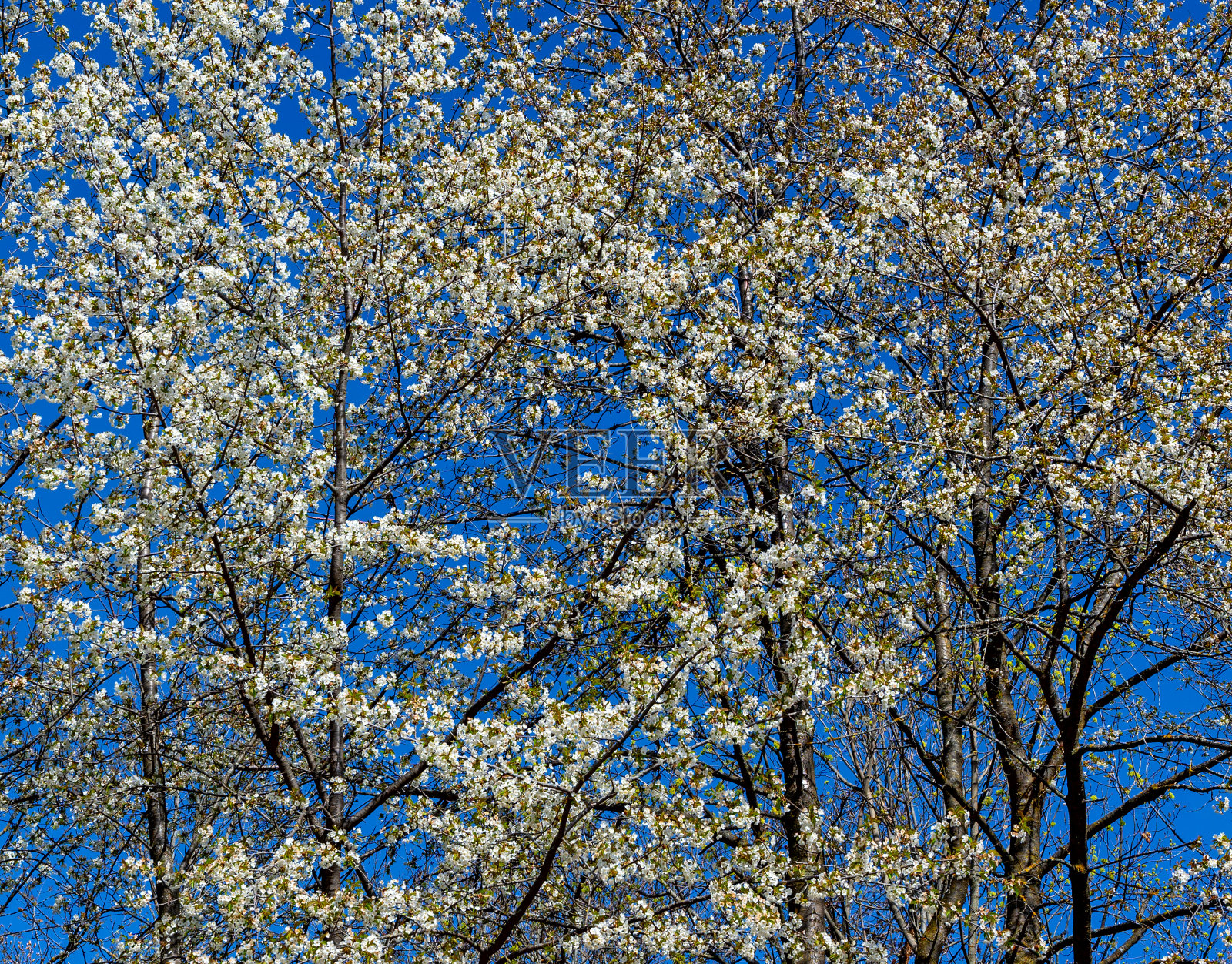 白桦树梢照片摄影图片