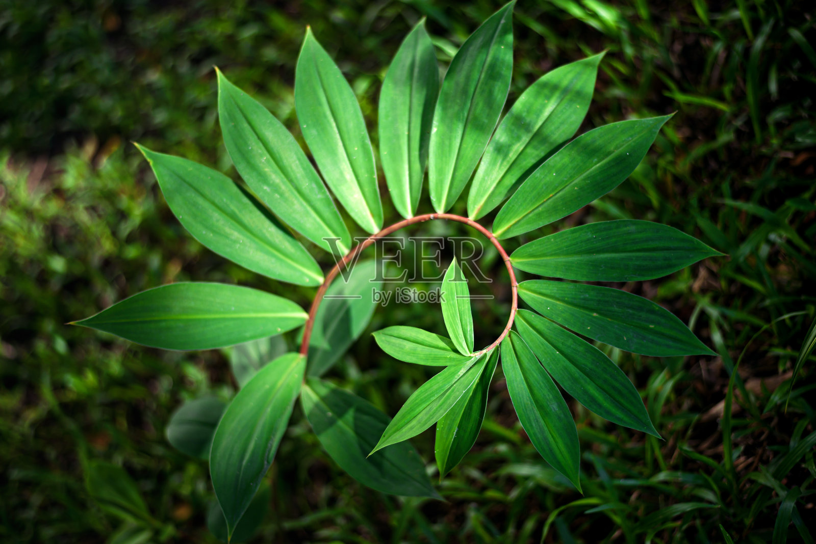 绿叶像大自然中的黄金比例一样弯曲照片摄影图片