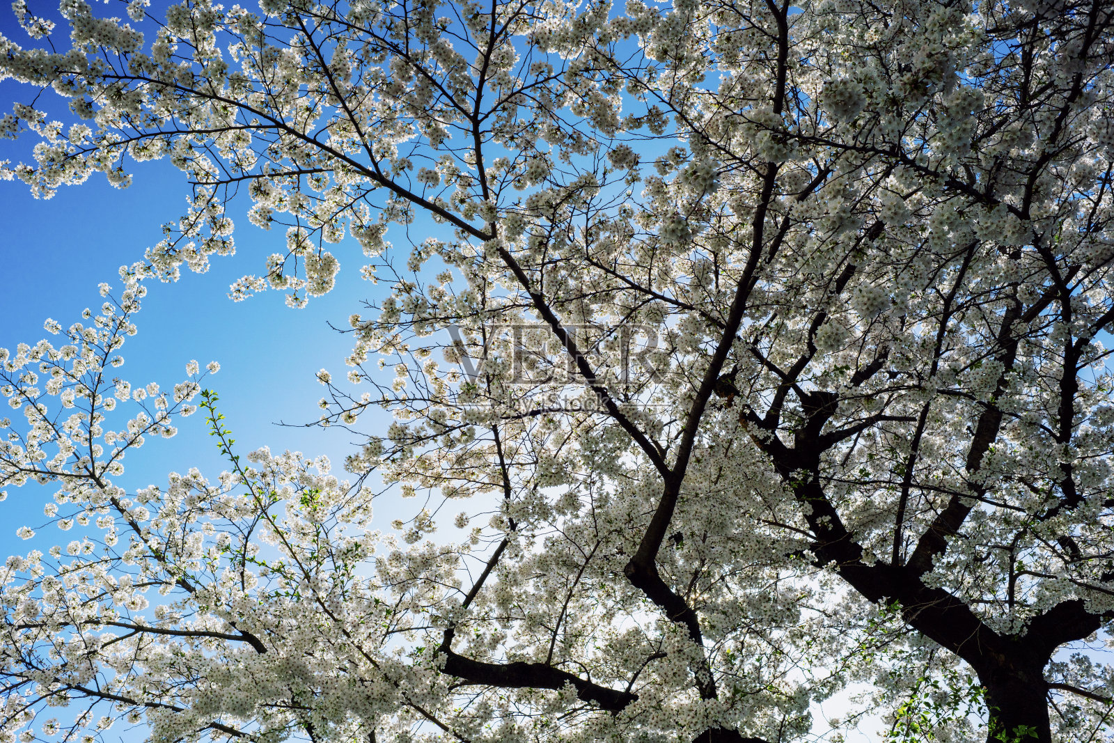 东京的春天。樱花和花见。照片摄影图片