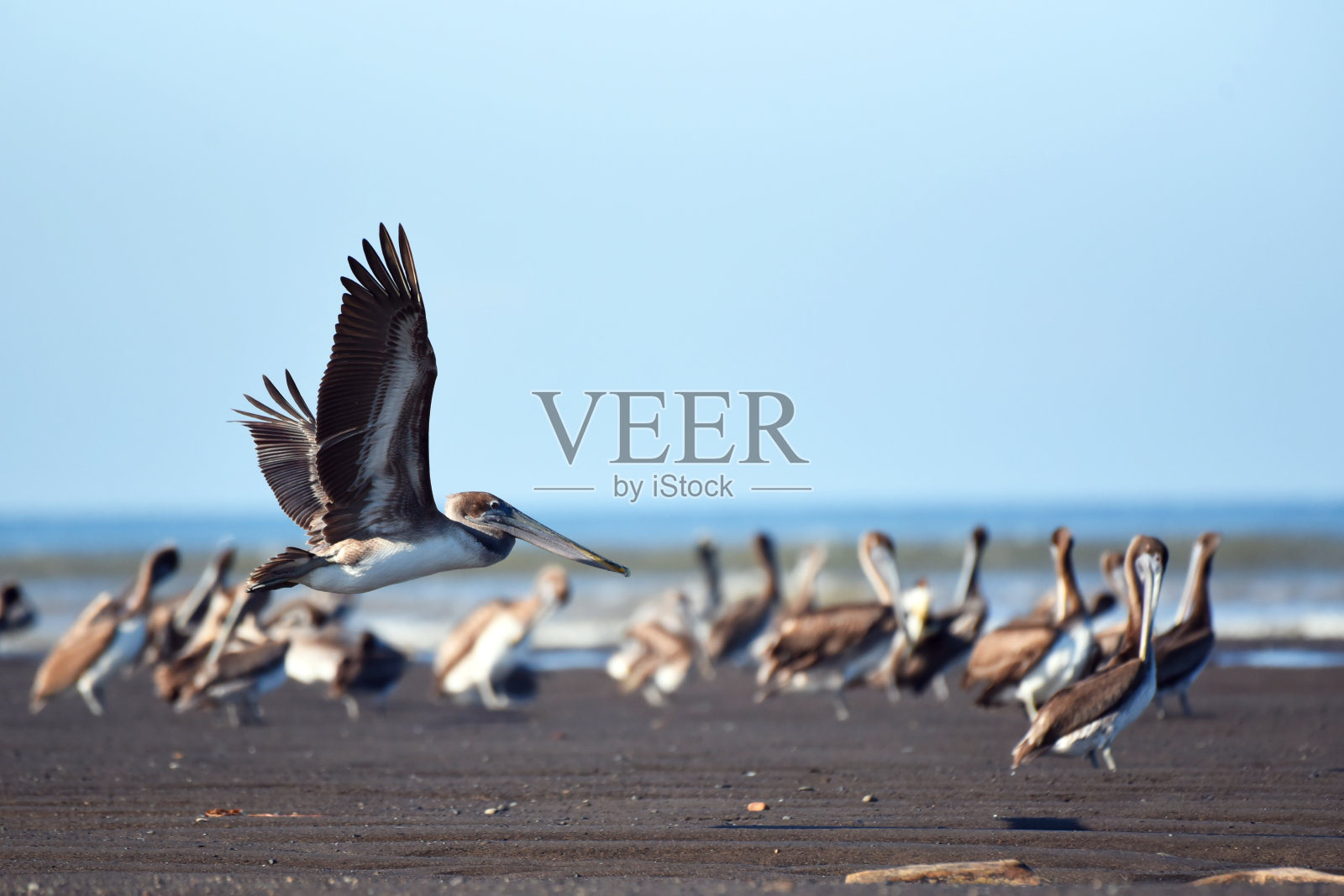 哥斯达黎加鸟类:褐鹈鹕(Pelecanus occidentalis)照片摄影图片