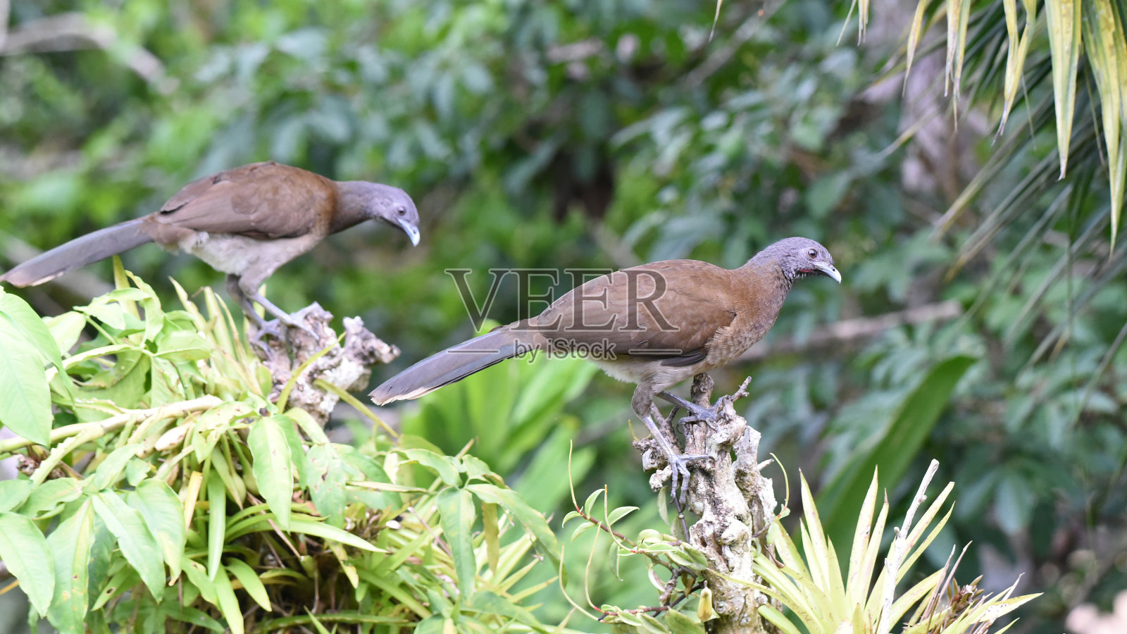 栖息在树梢上的灰头鹬(灰头鹬属)照片摄影图片