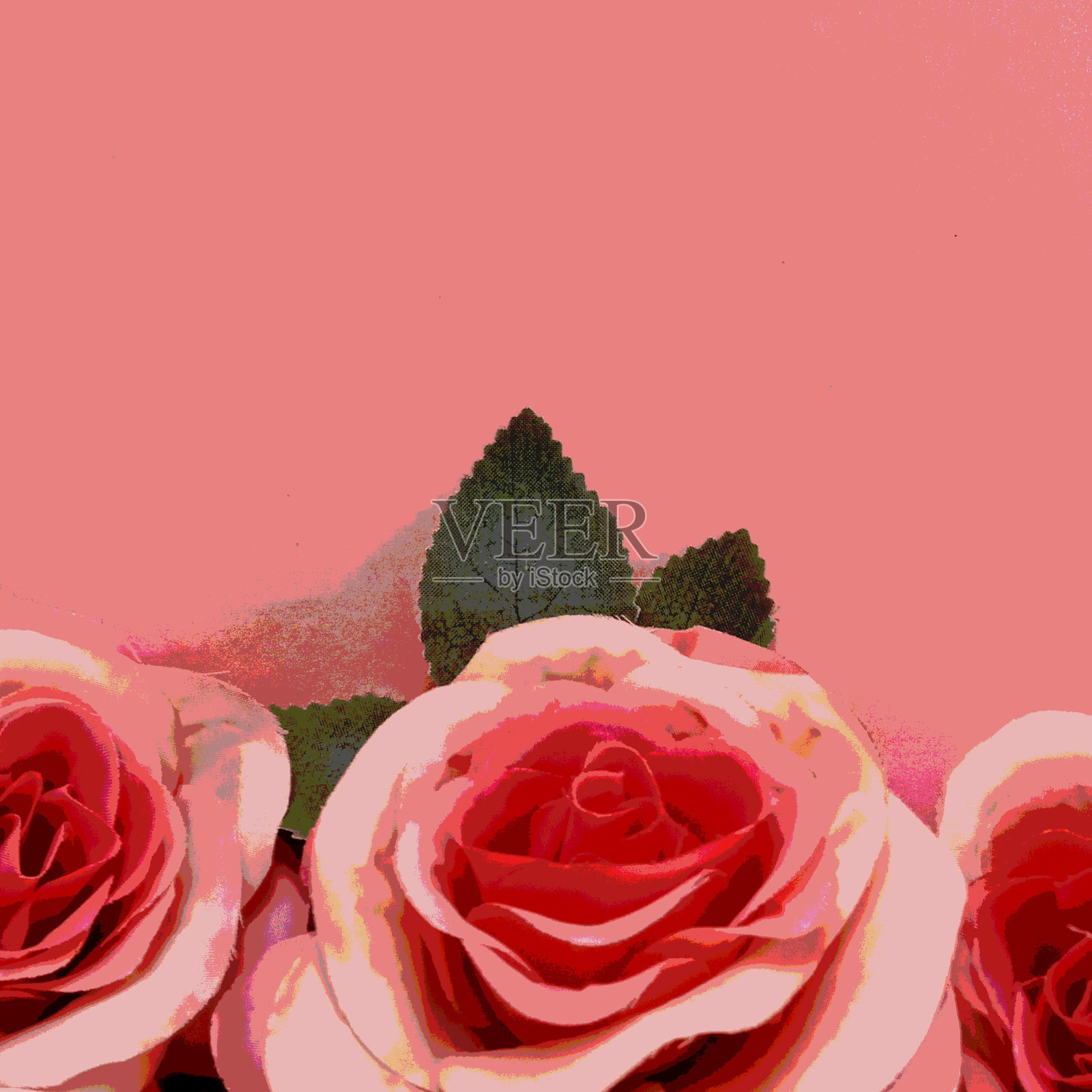 玫瑰花插图照片摄影图片