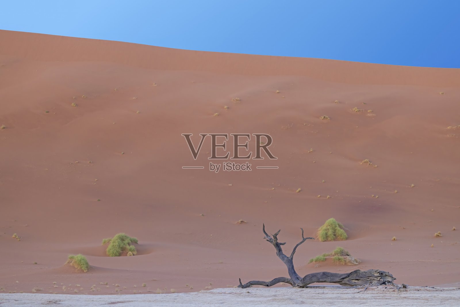 晨光中，纳米布沙漠的Deadvlei盐田里，红色沙丘前的一棵枯树照片摄影图片